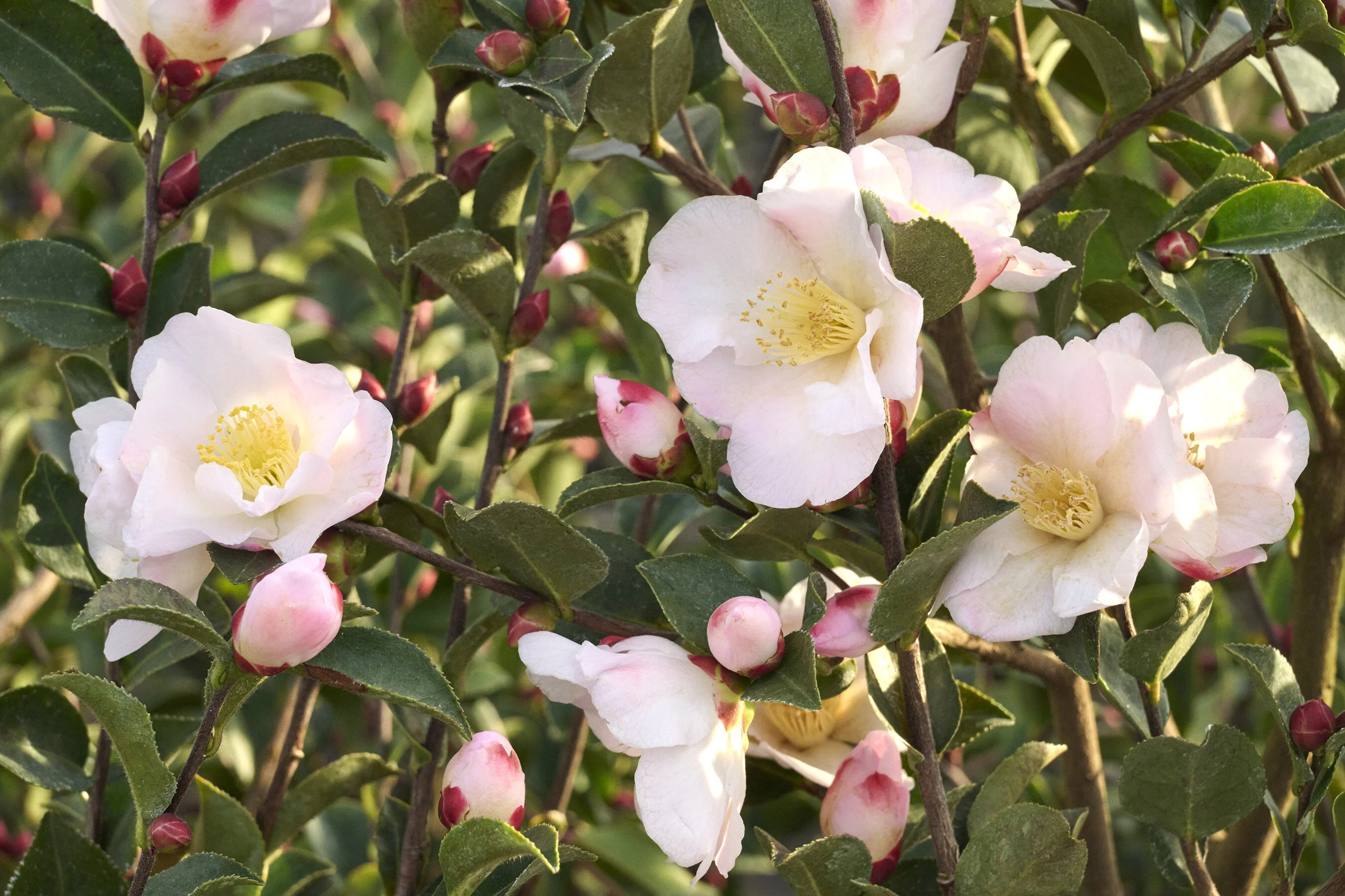 Fairy Blush Camellia 13 Fairy Blush Camellia