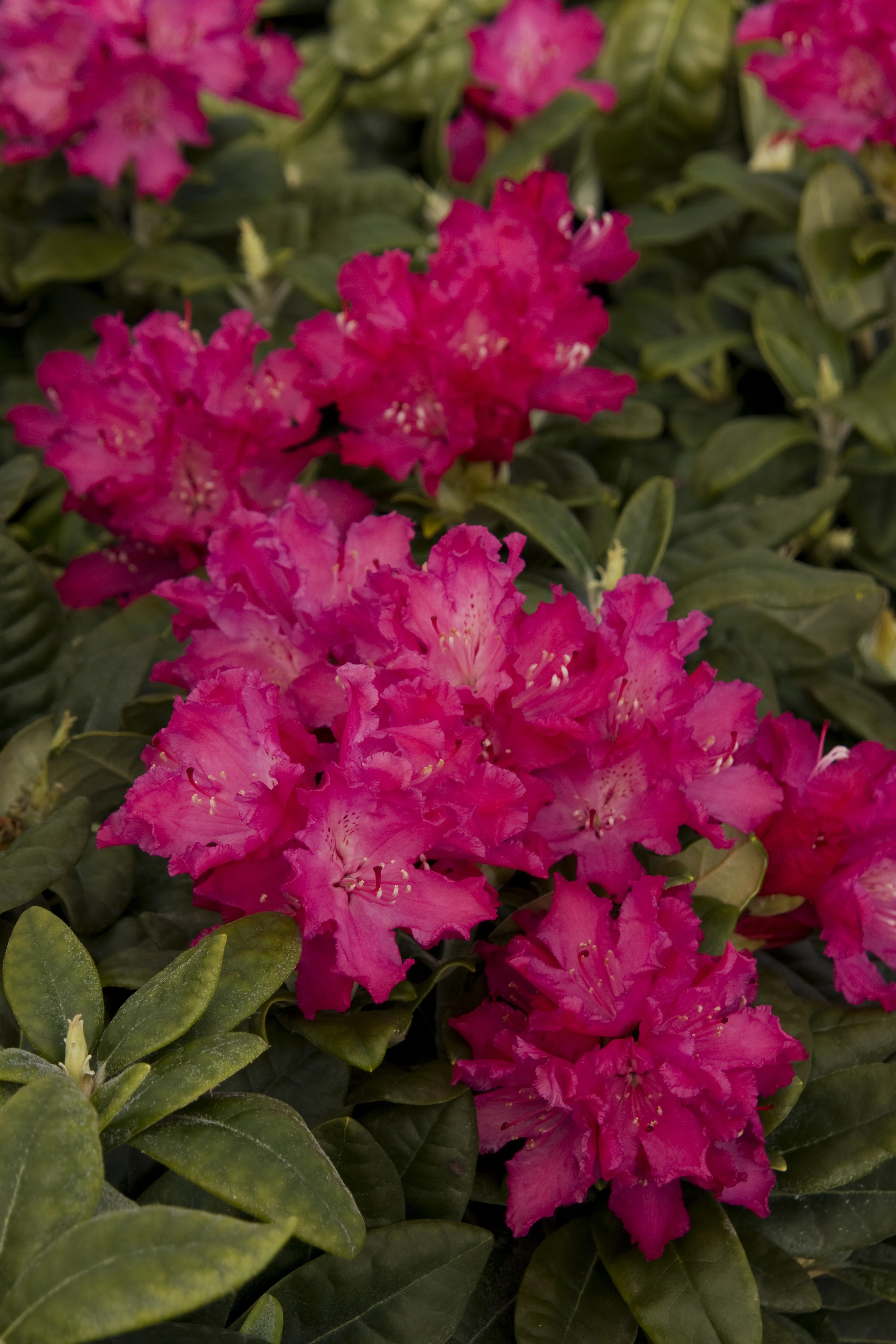 Hellikki Rhododendron 8 Hellikki Rhododendron