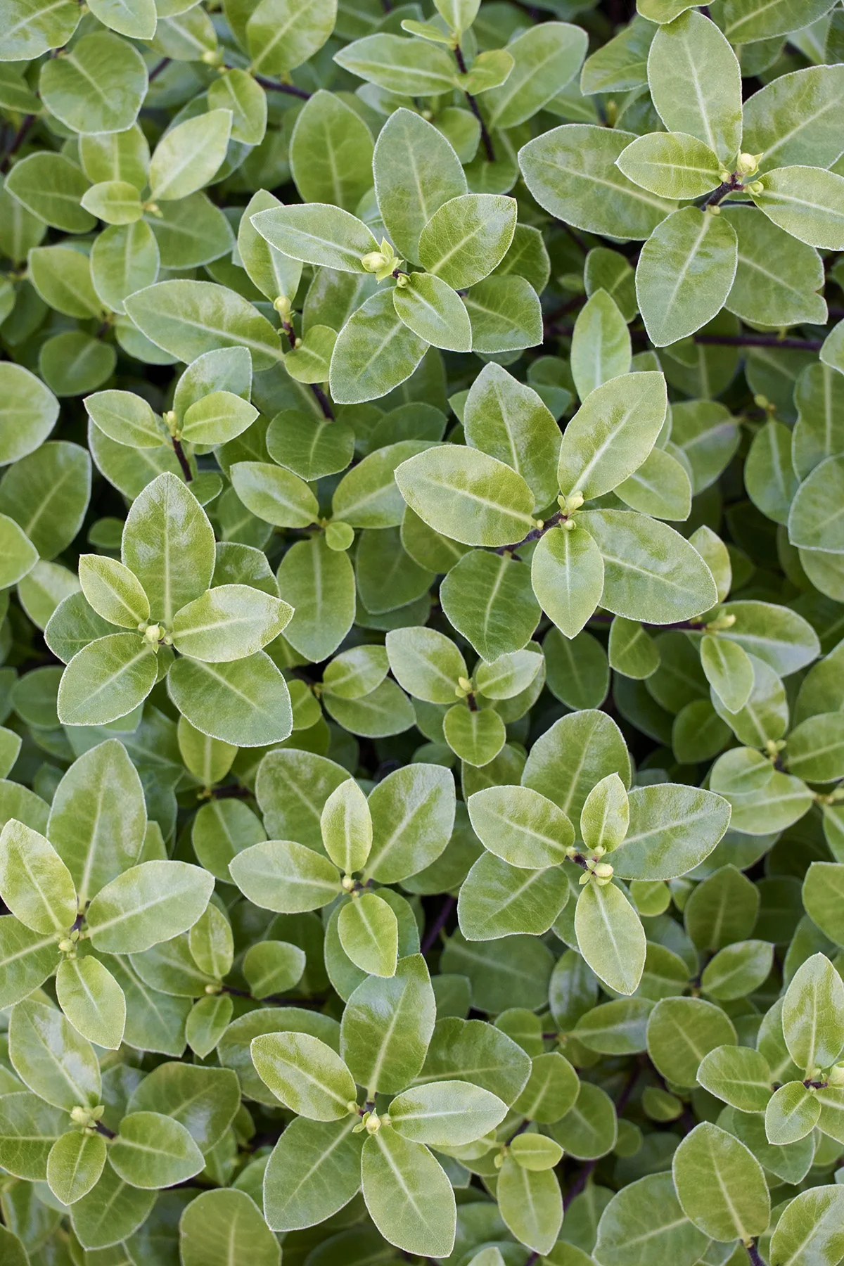 Golf Ball Pittosporum 1 Golf Ball Pittosporum