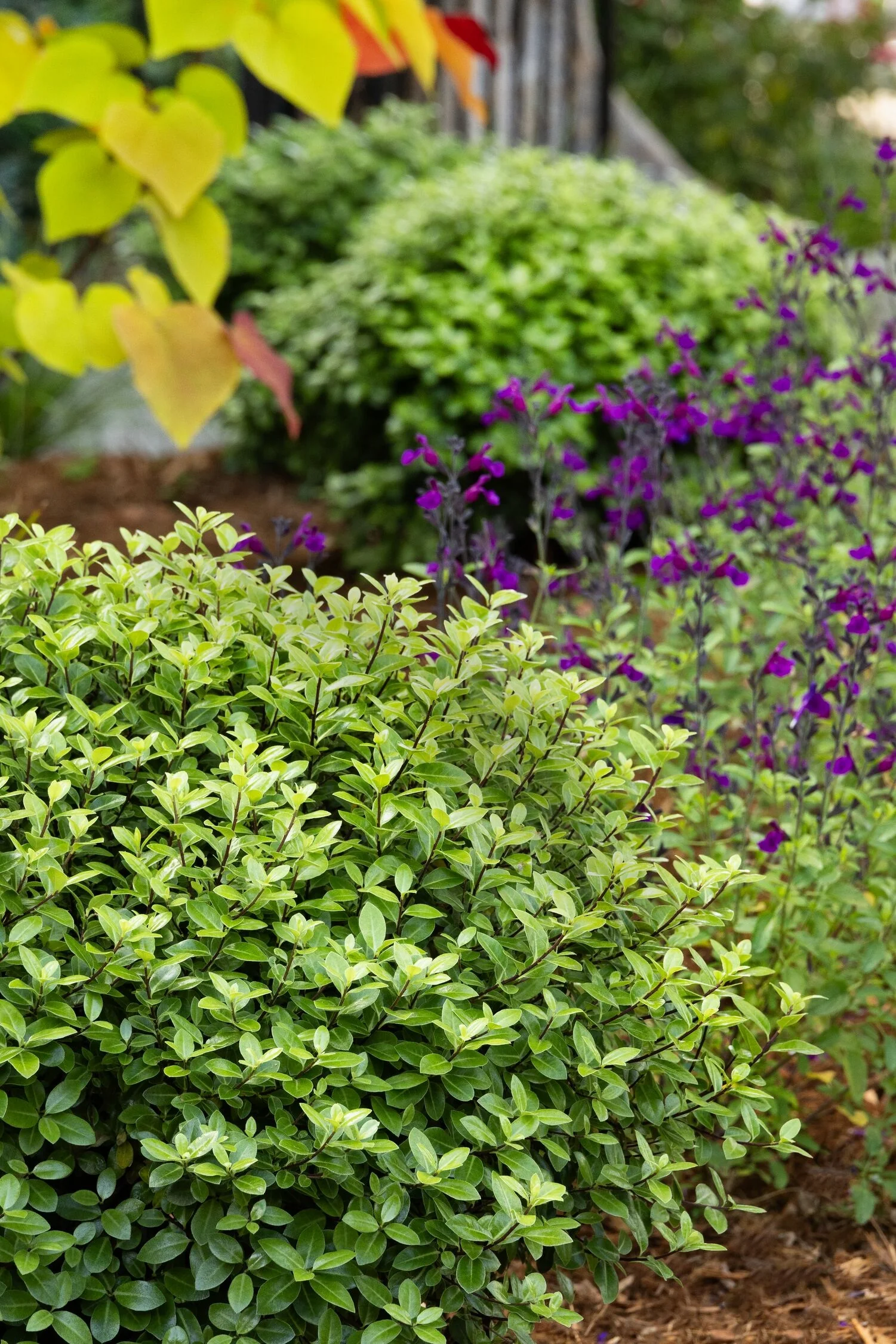 Golf Ball Pittosporum 2 Golf Ball Pittosporum