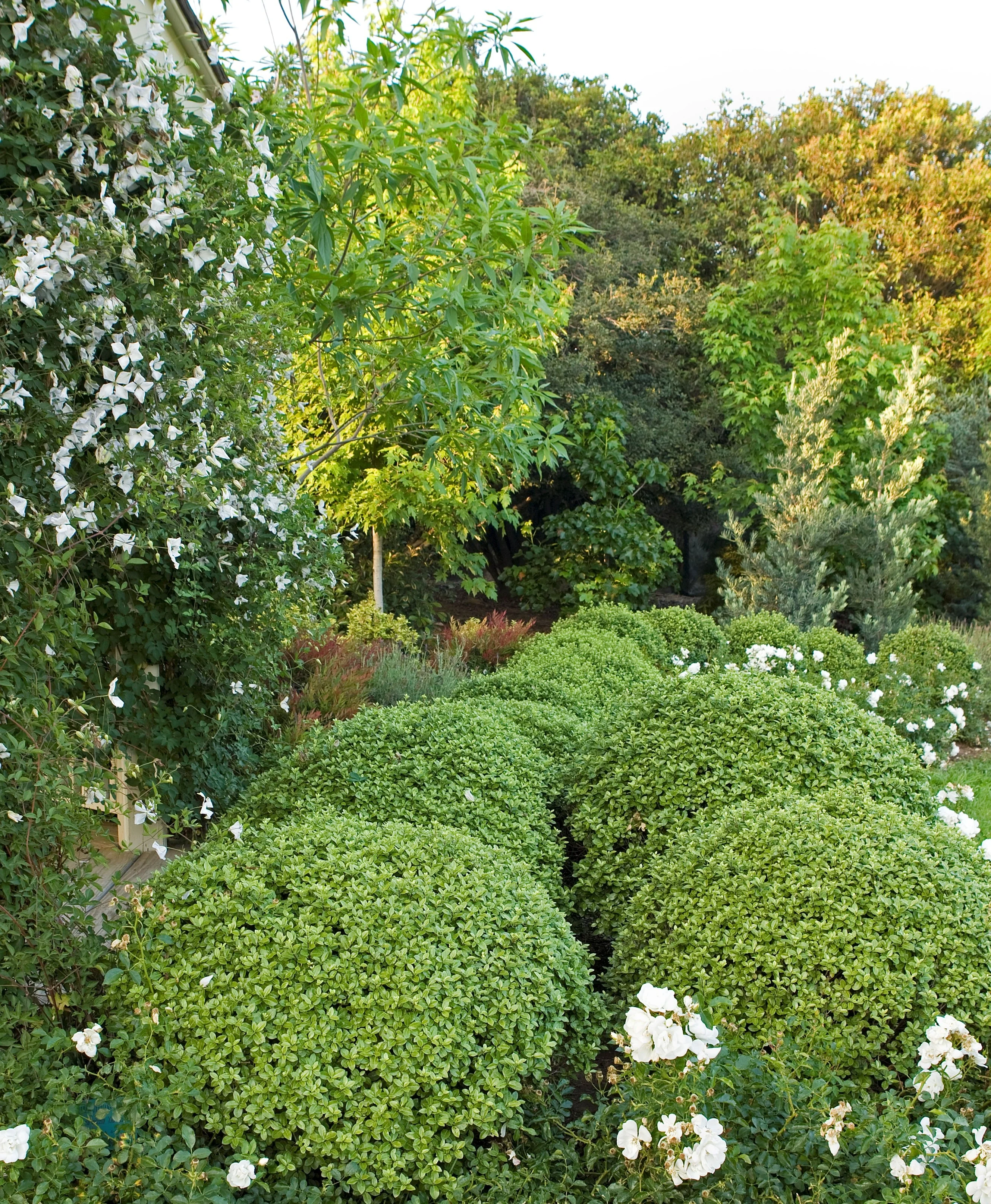 Golf Ball Pittosporum 3 Golf Ball Pittosporum