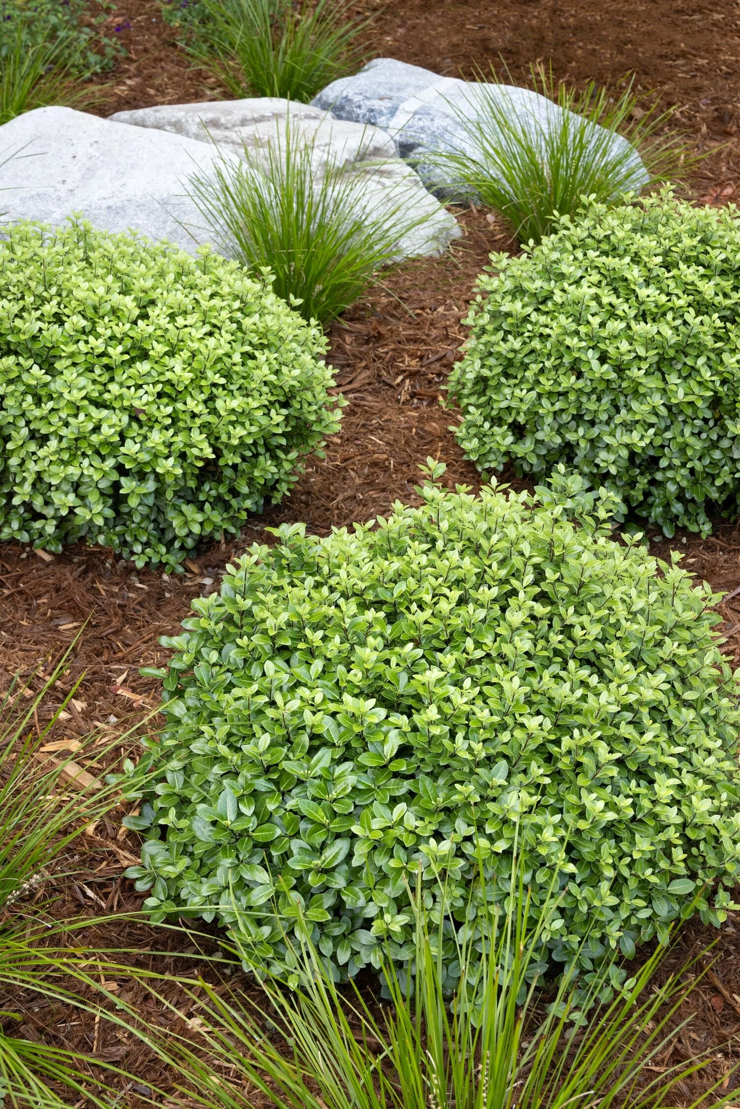 Golf Ball Pittosporum 4 Golf Ball Pittosporum