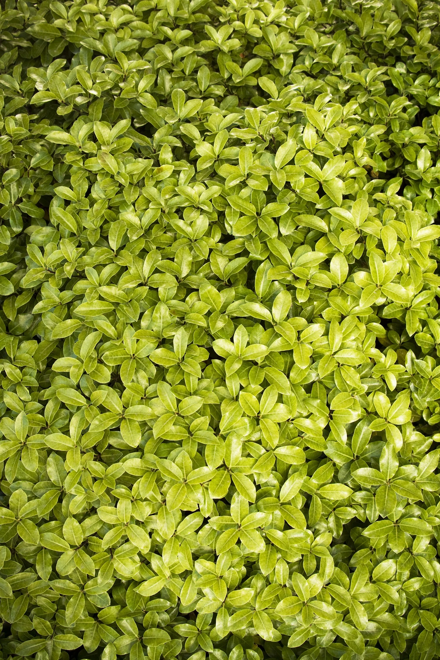 Golf Ball Pittosporum 5 Golf Ball Pittosporum