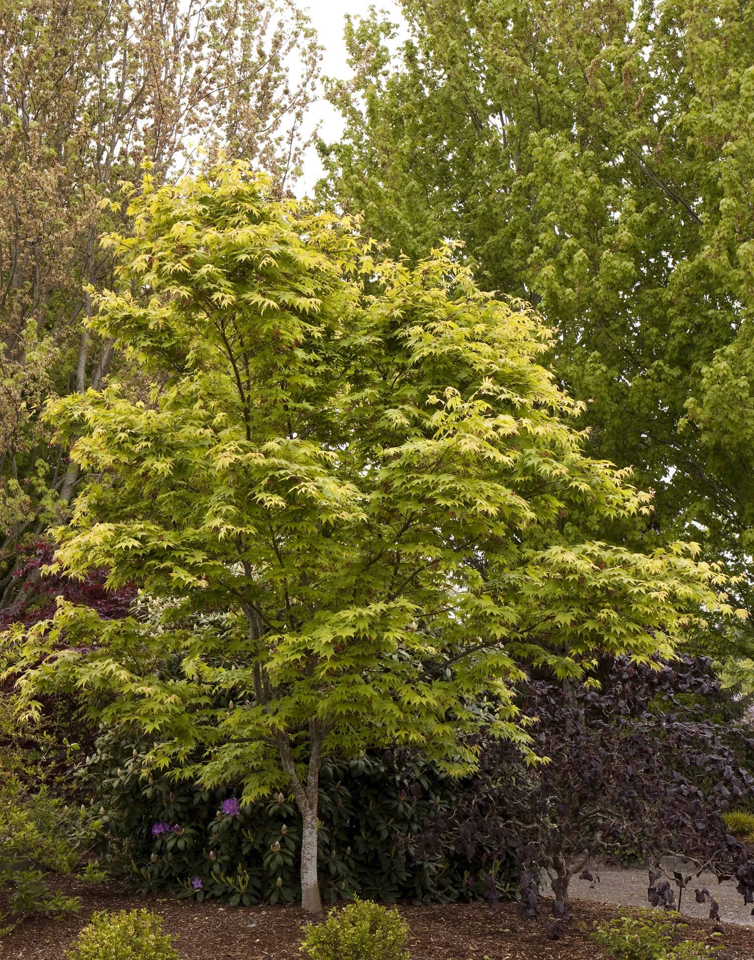 Osakazuki Japanese Maple 3 Osakazuki Japanese Maple