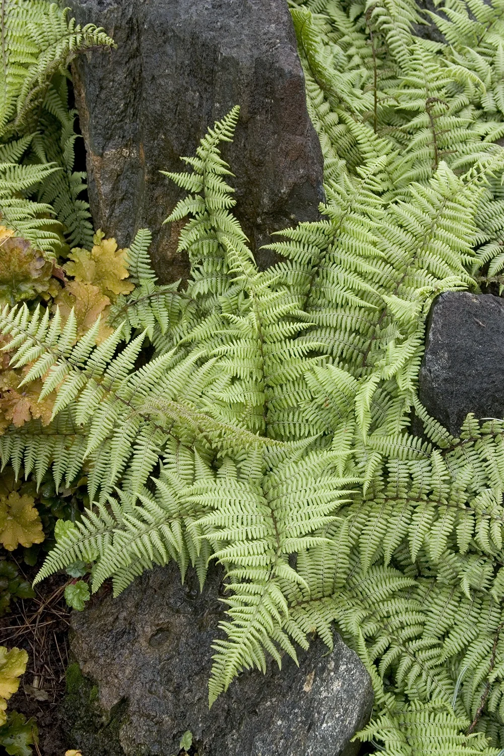 Ghost Fern