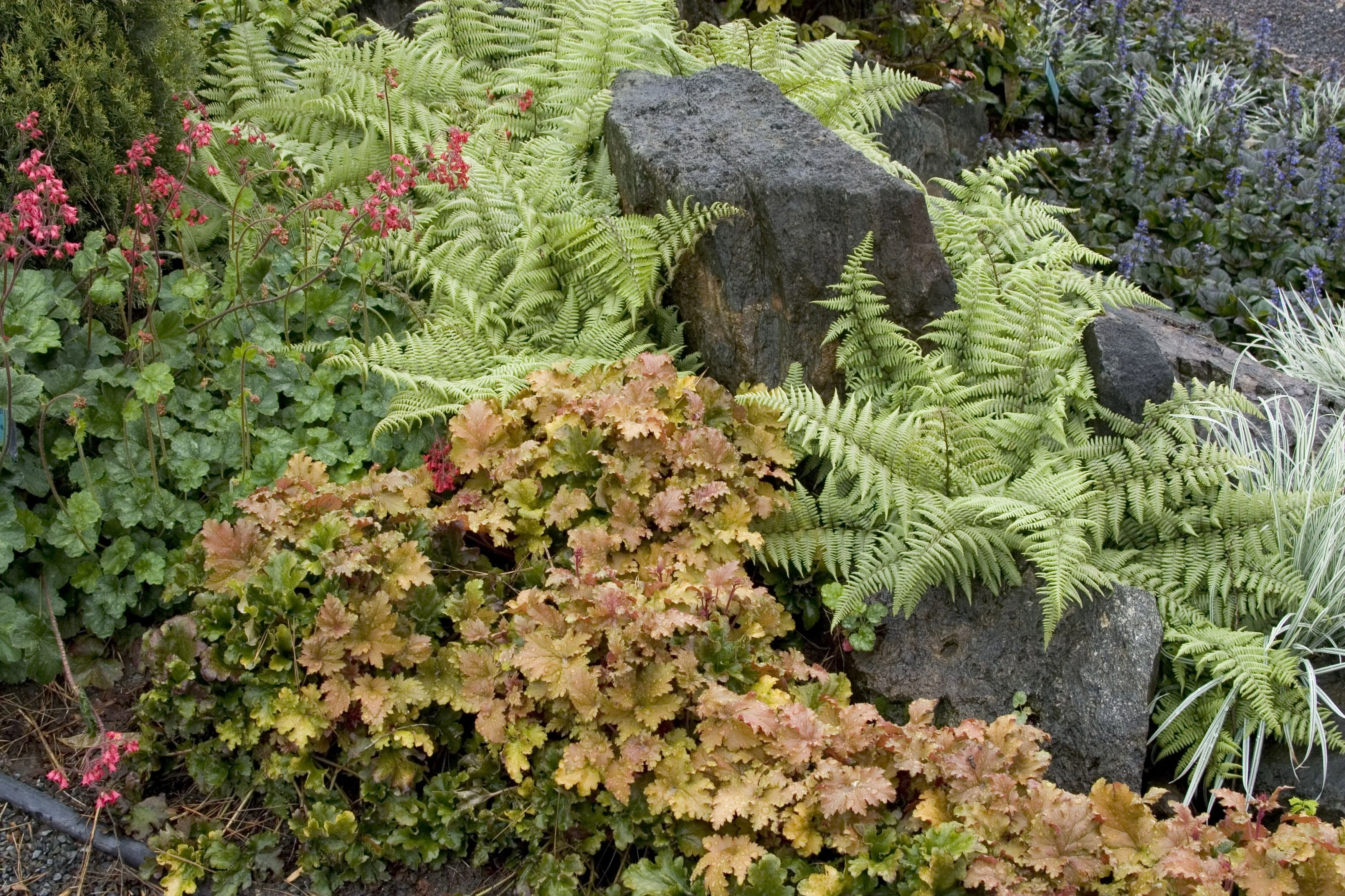 Ghost Fern