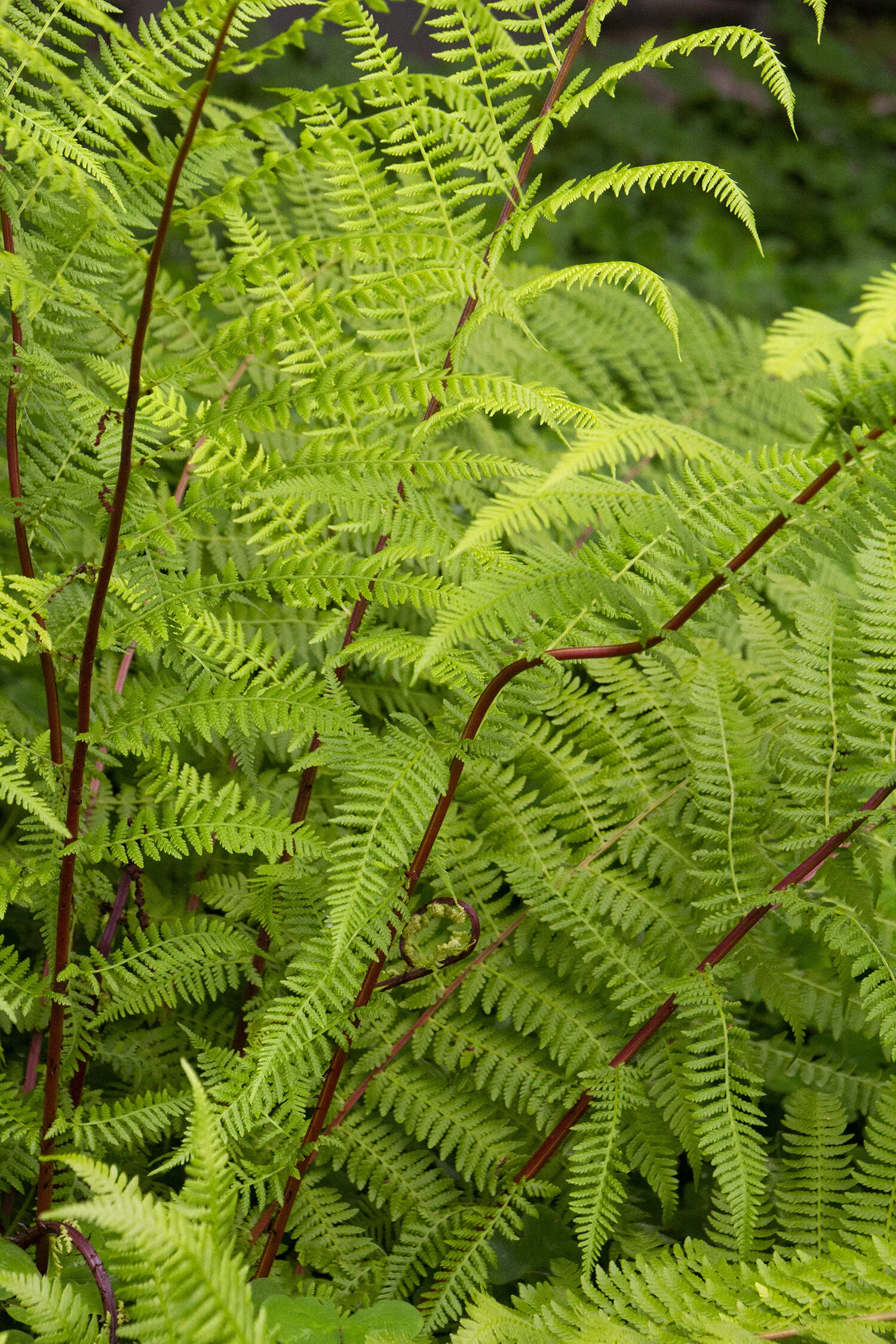 Lady In Red Fern