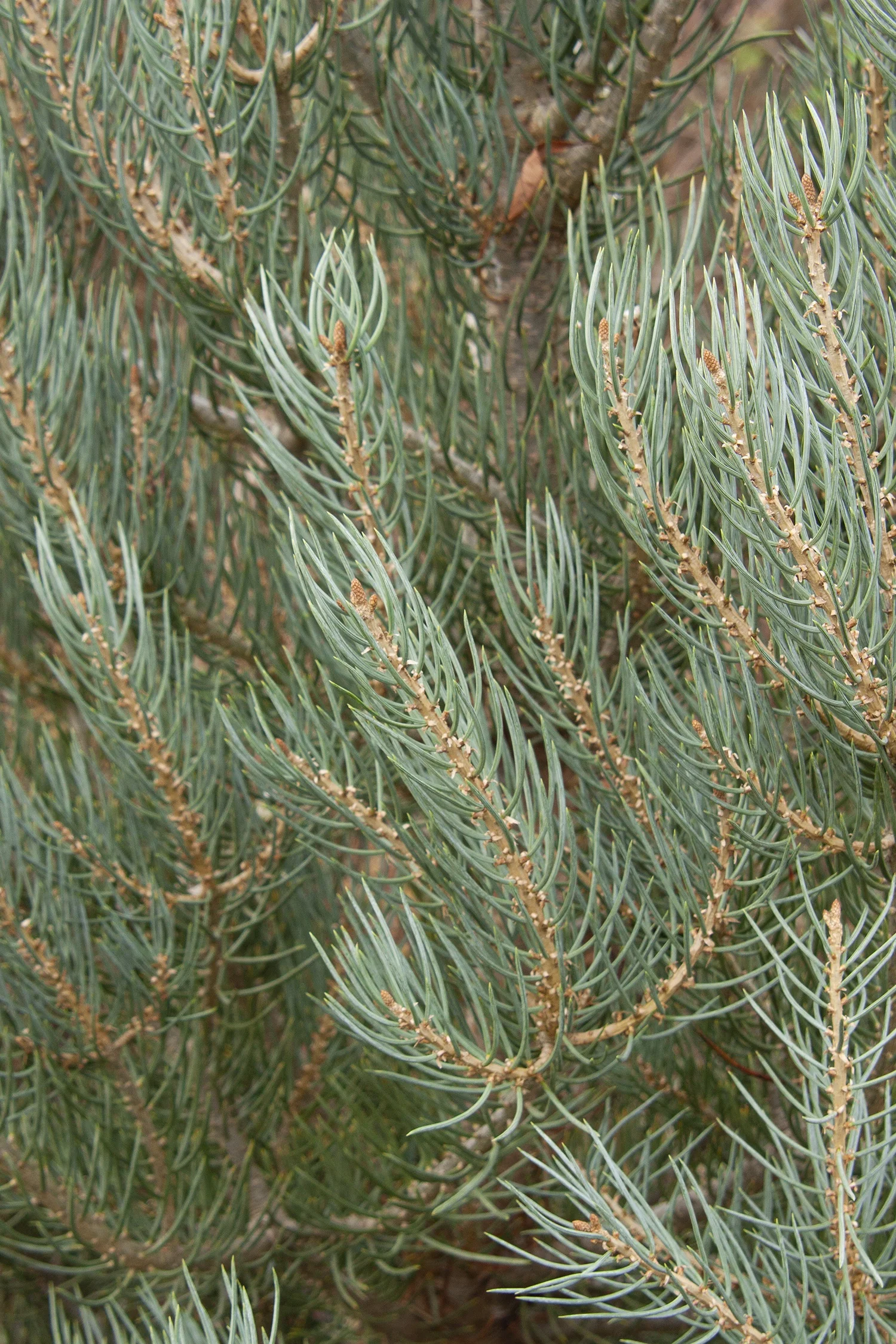 Singleleaf Pinyon
