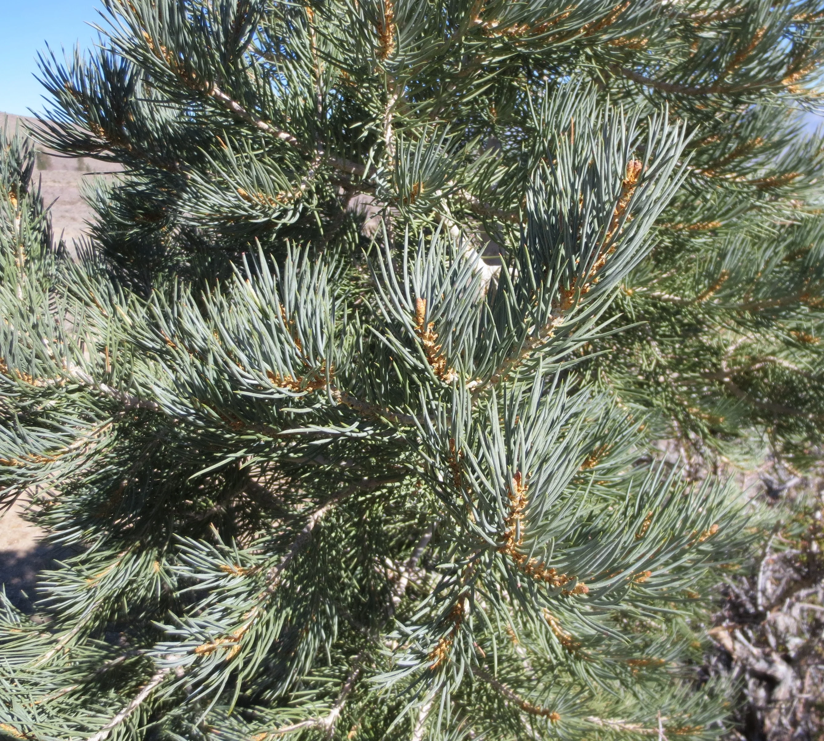 Singleleaf Pinyon