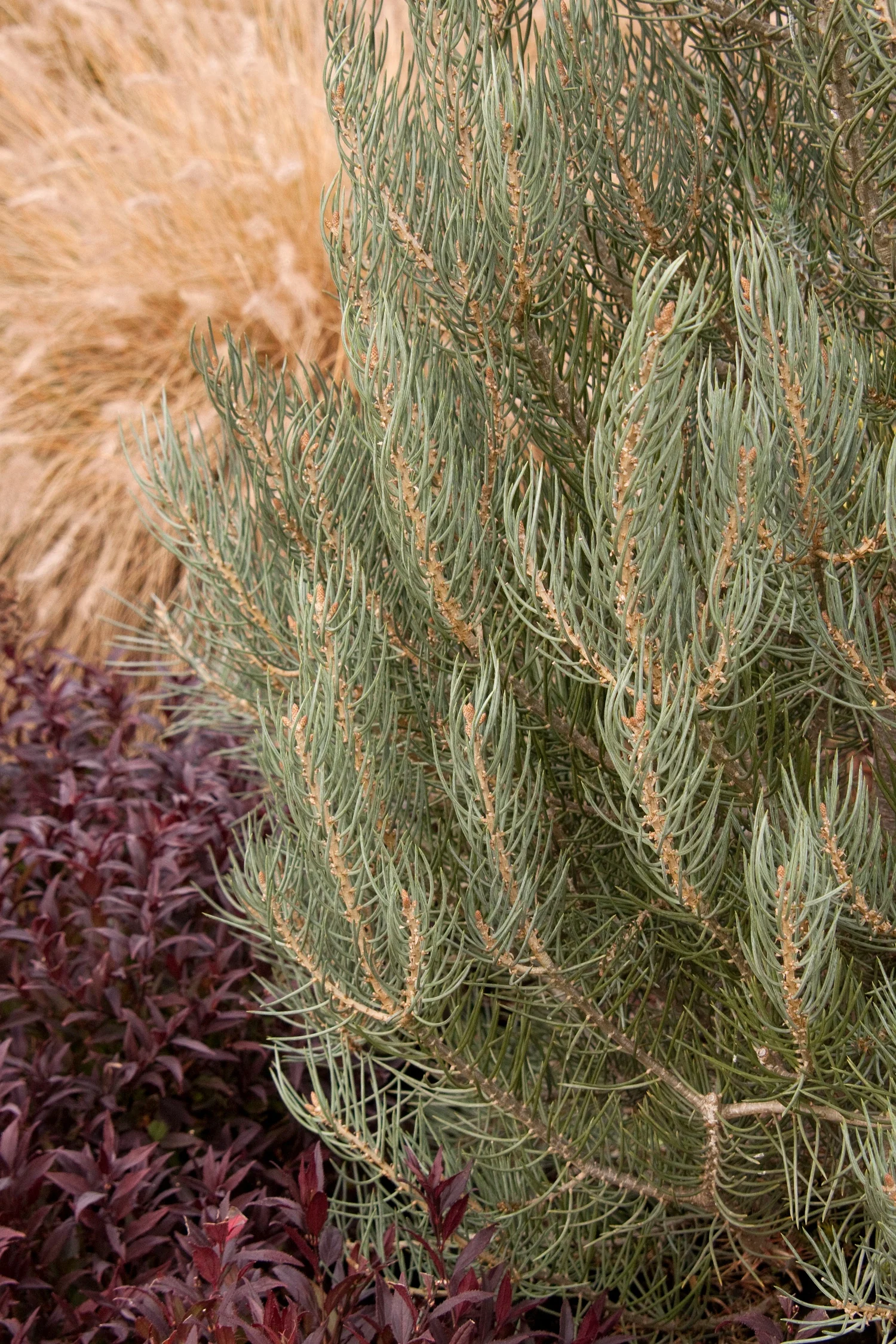Singleleaf Pinyon 3 Singleleaf Pinyon