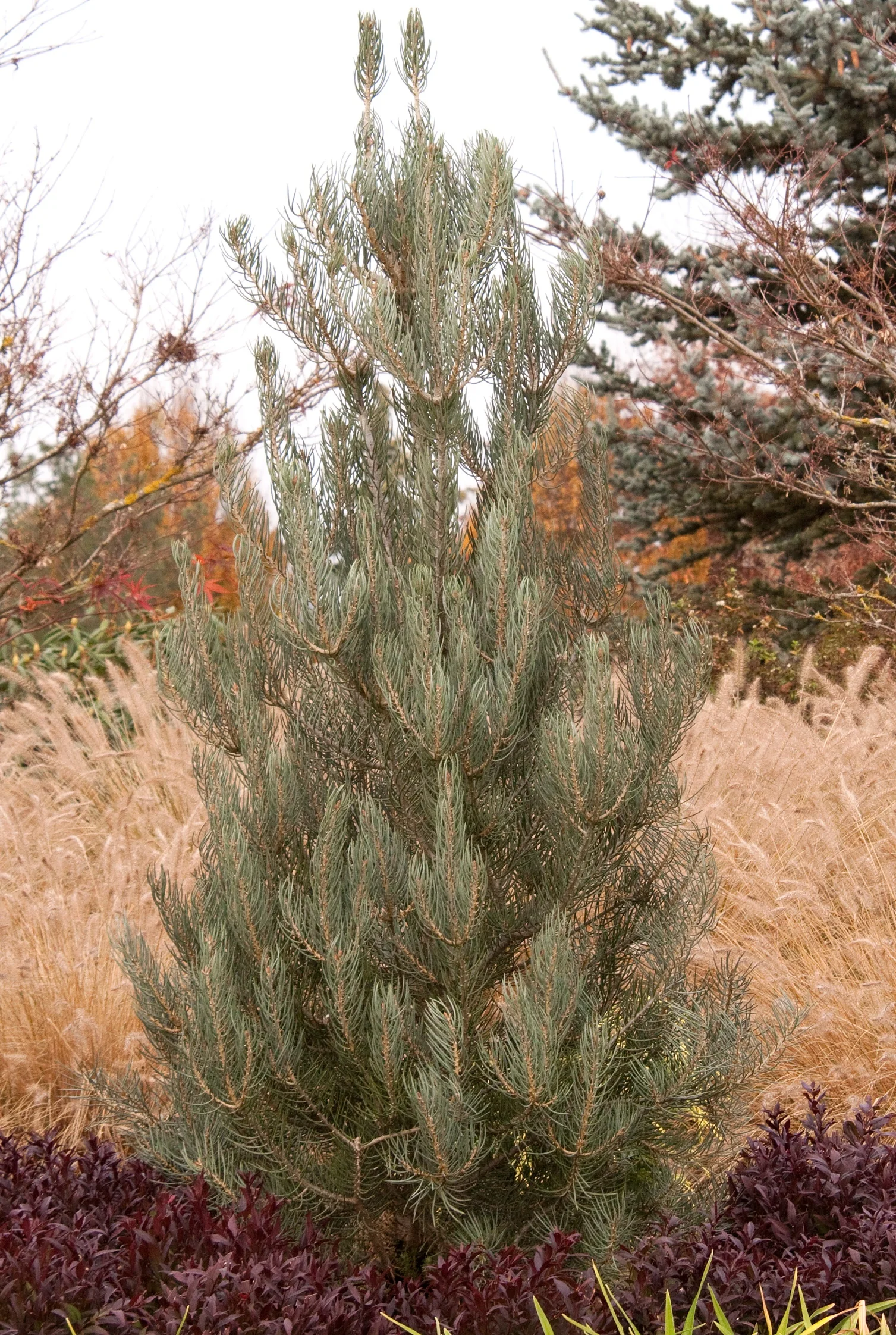 Singleleaf Pinyon 4 Singleleaf Pinyon