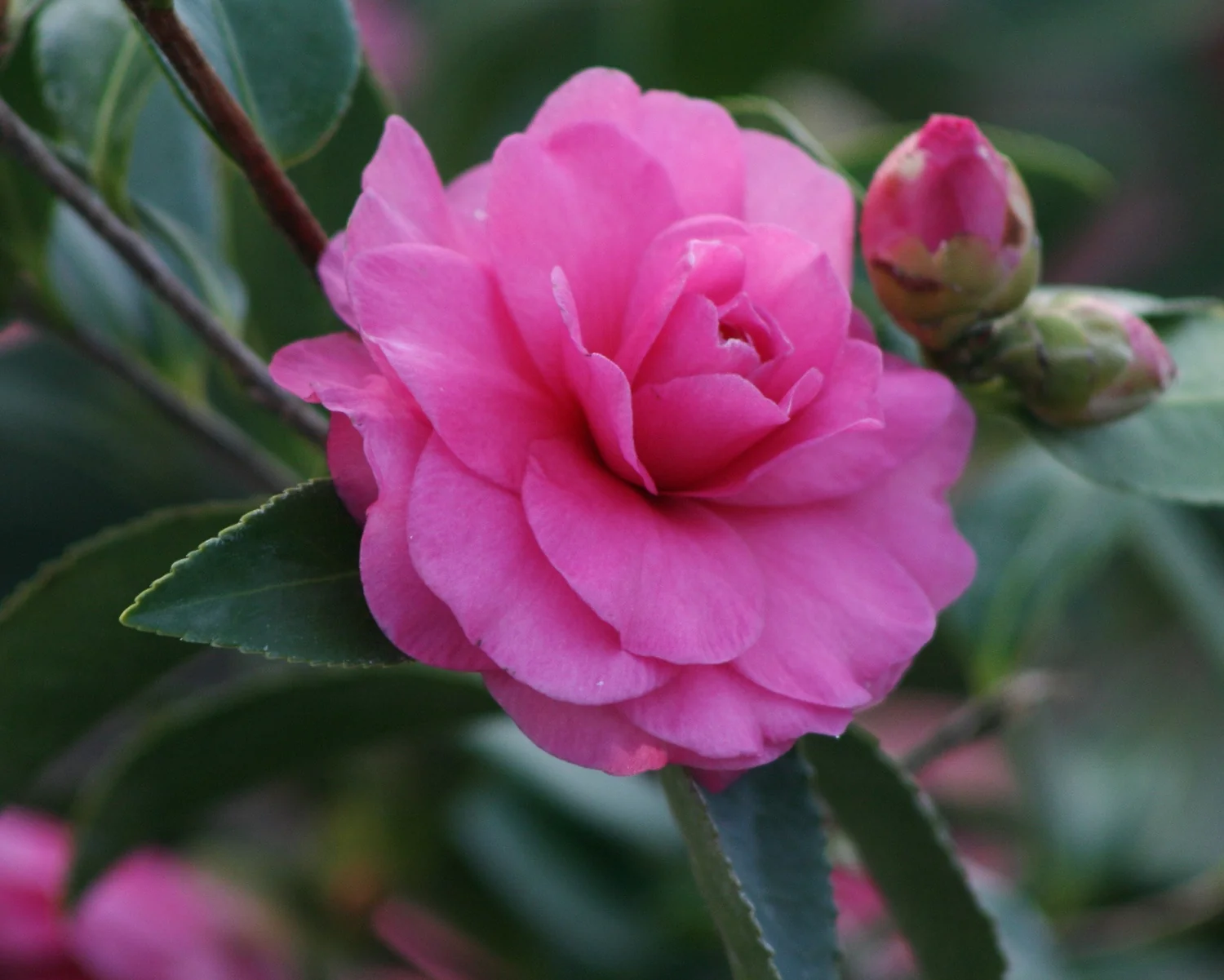 Chansonette Camellia 5 Chansonette Camellia