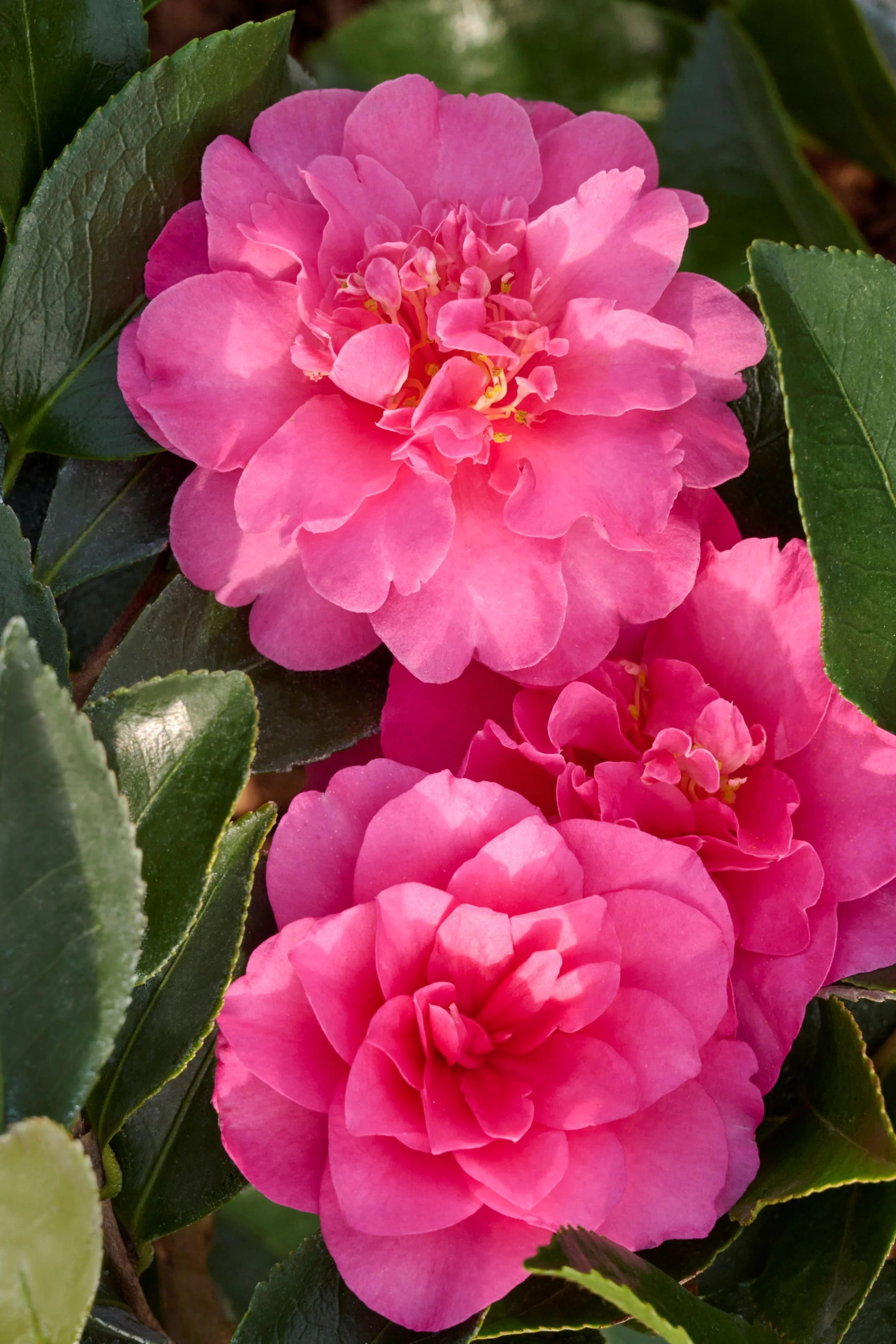 Showa-No-Sakae Camellia