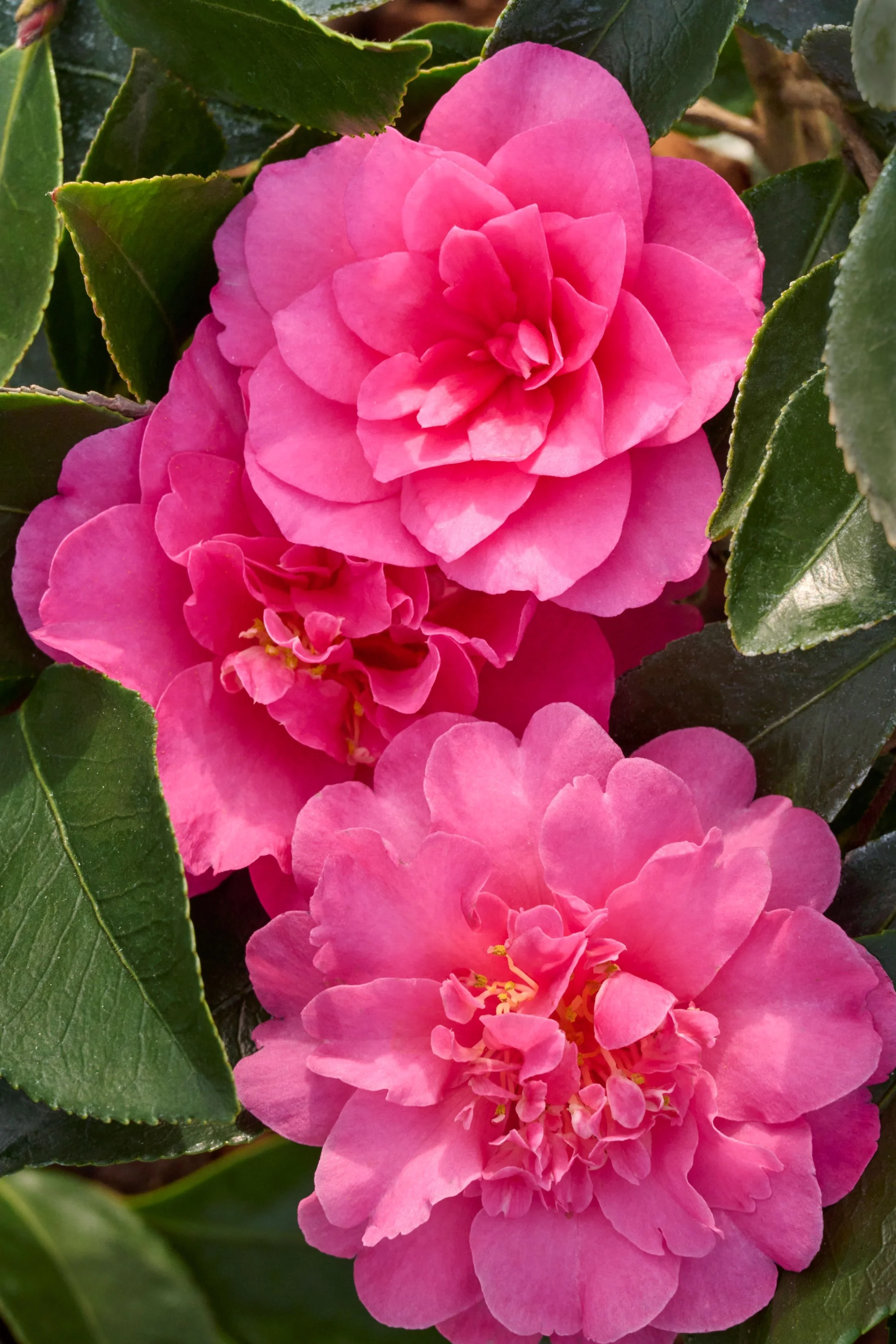 Showa-No-Sakae Camellia 2 Showa-No-Sakae Camellia