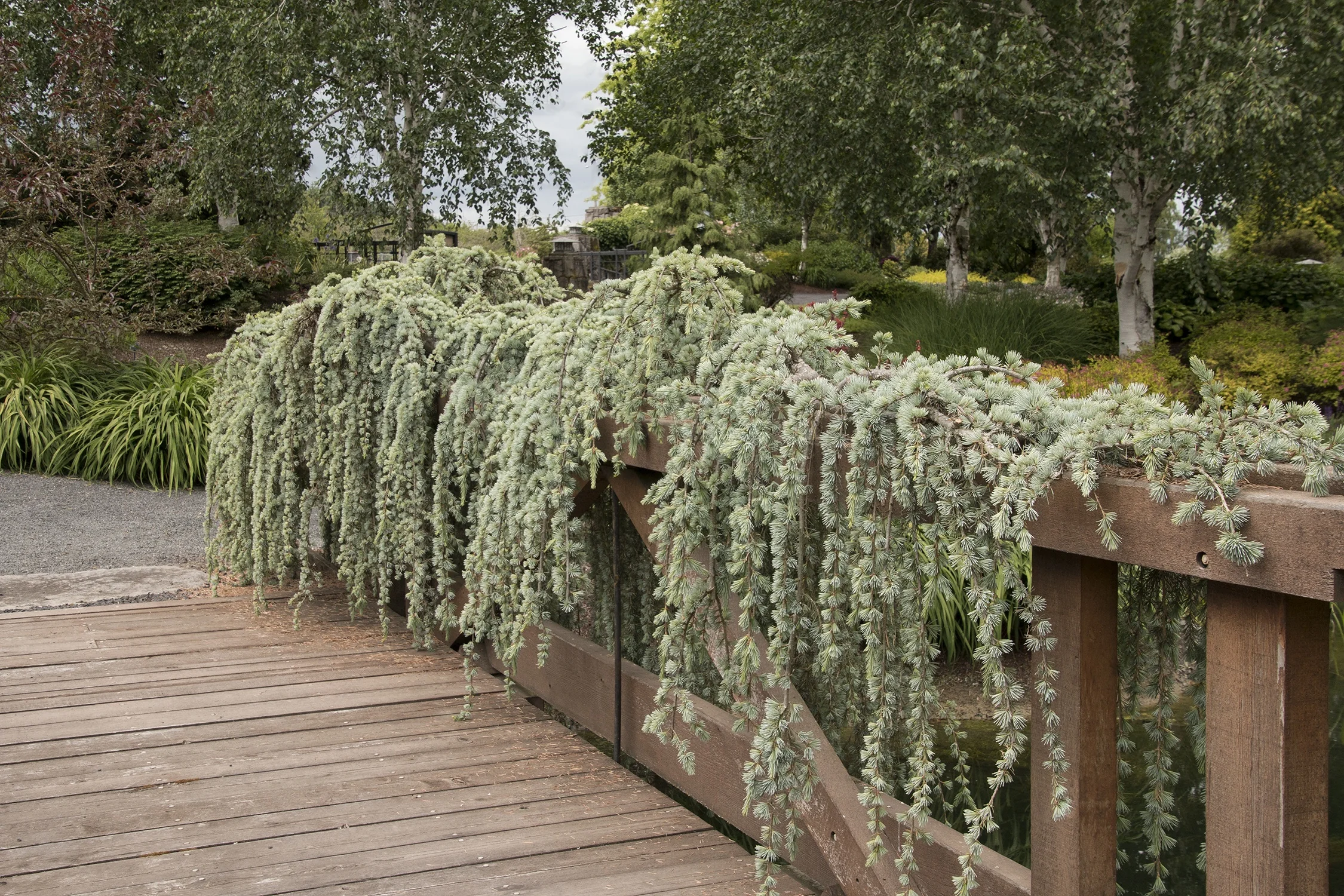 Weeping Blue Atlas Cedar 13 Weeping Blue Atlas Cedar