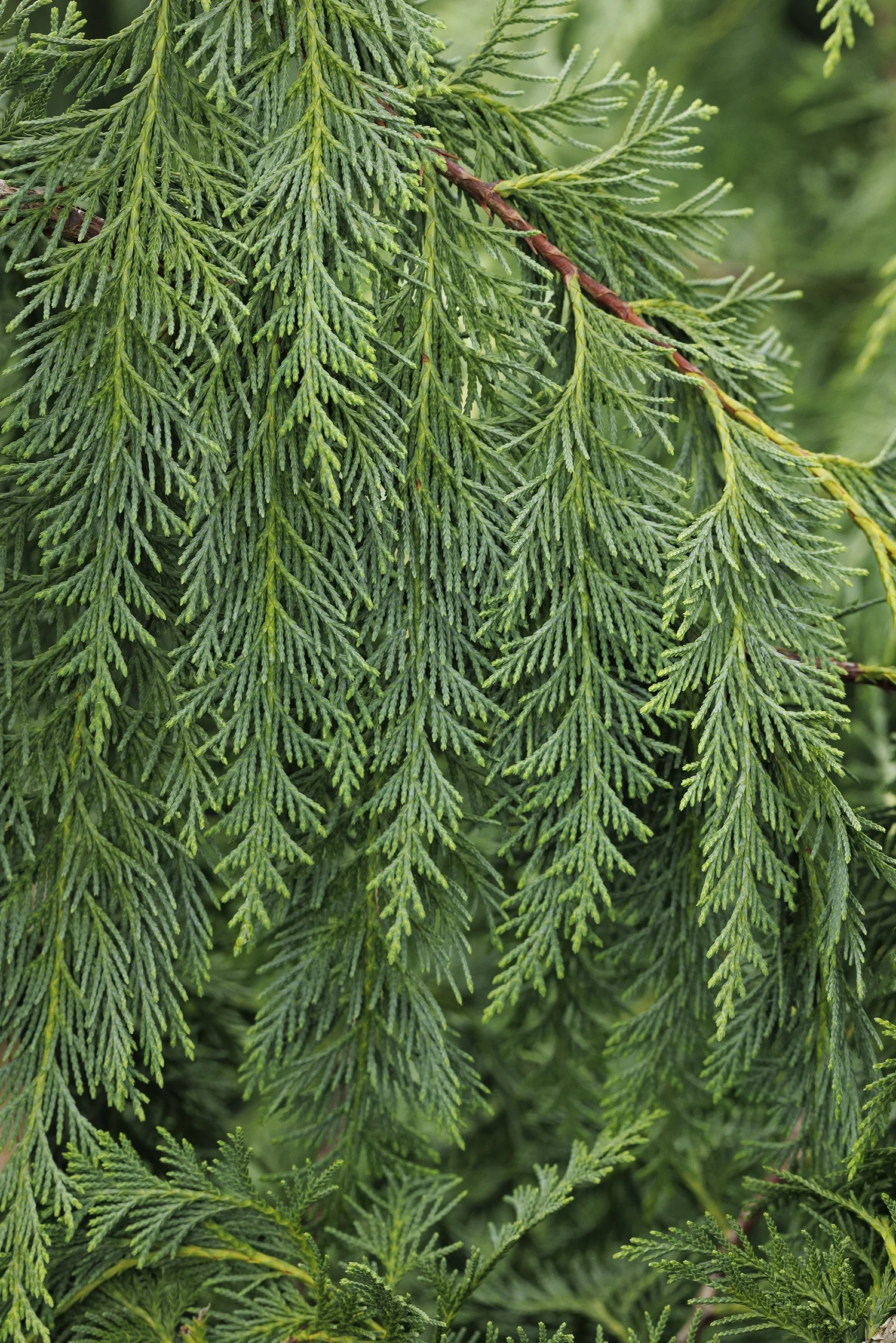 Weeping Nootka Cypress