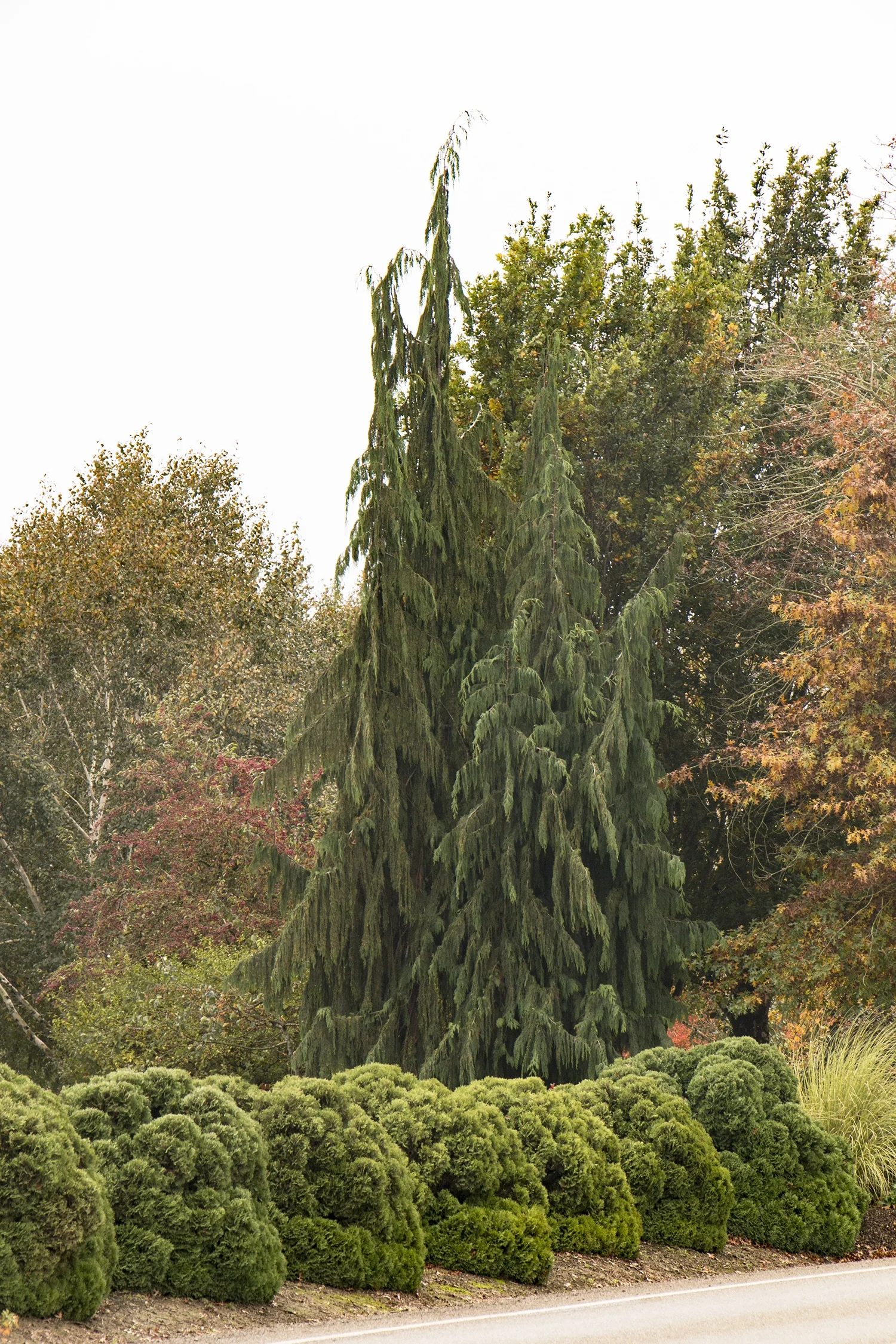 Weeping Nootka Cypress 3 Weeping Nootka Cypress