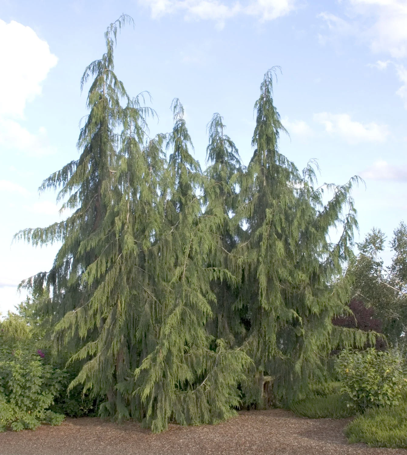 Weeping Nootka Cypress 4 Weeping Nootka Cypress