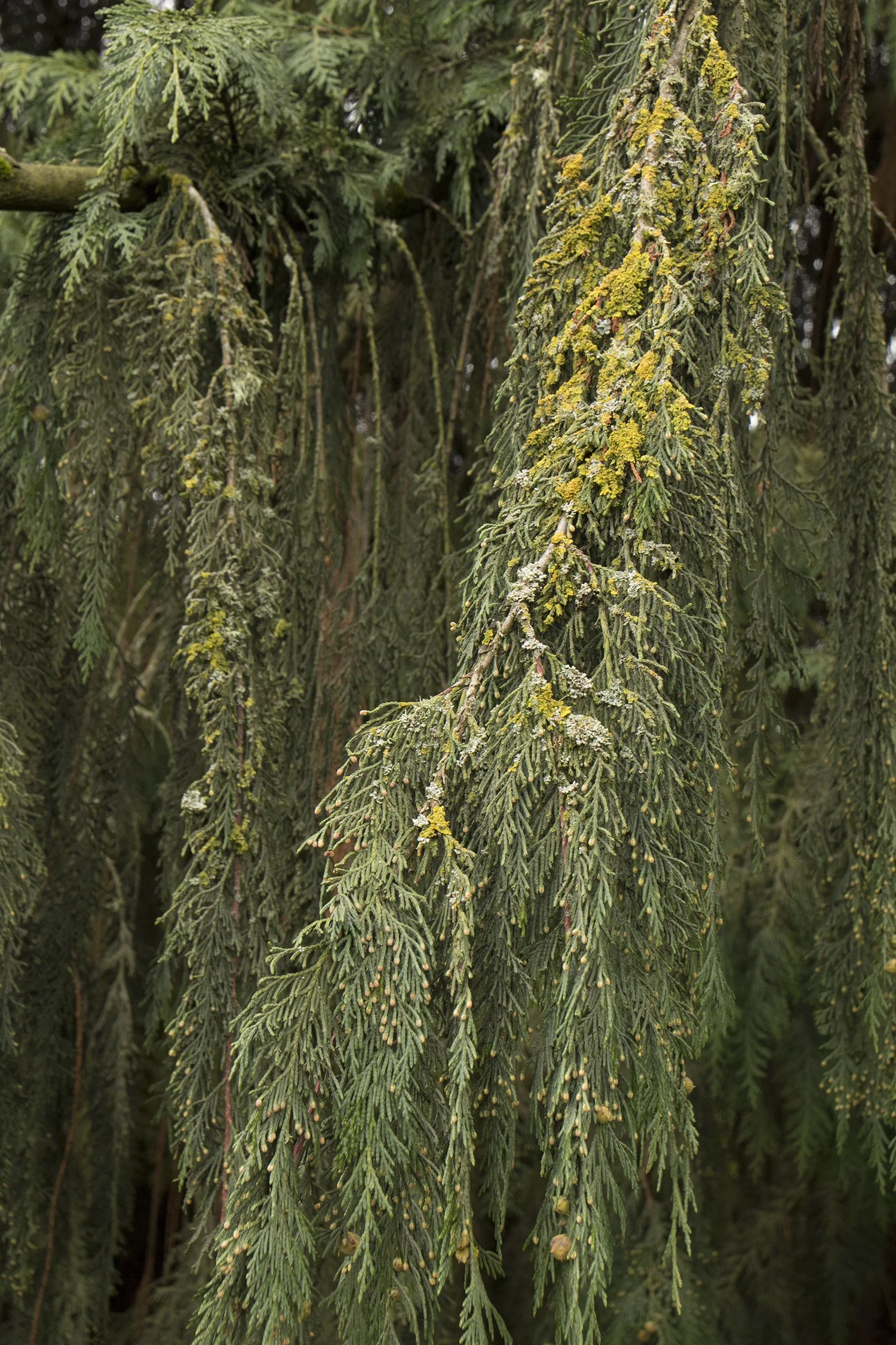 Weeping Nootka Cypress 5 Weeping Nootka Cypress