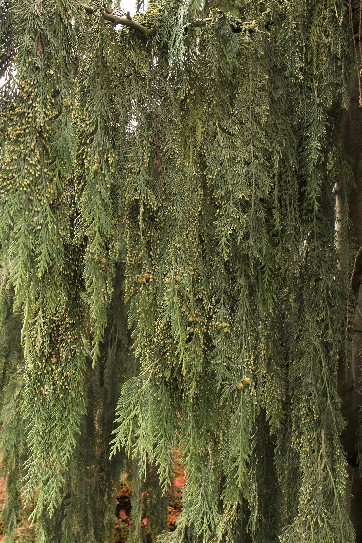 Weeping Nootka Cypress 6 Weeping Nootka Cypress