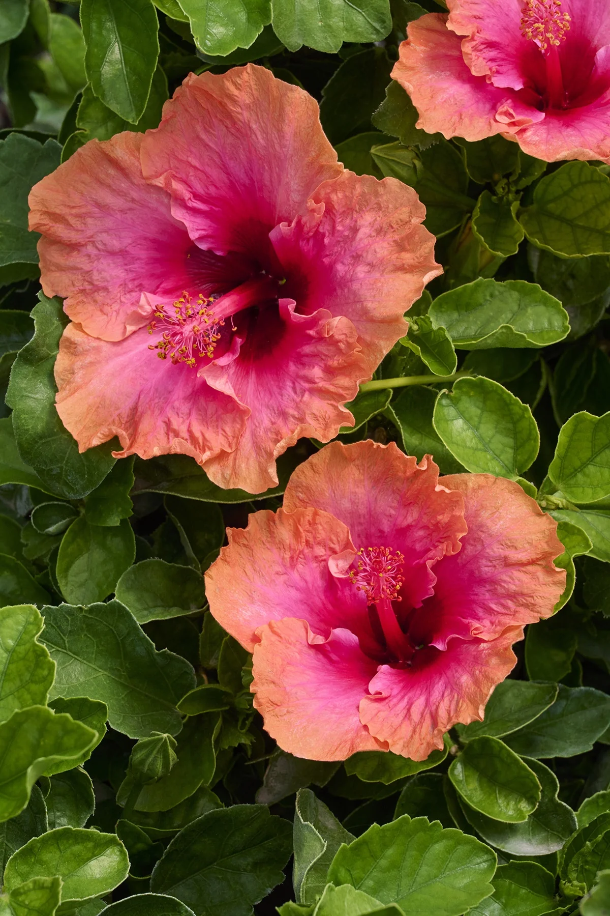 Erin Rachel Hibiscus
