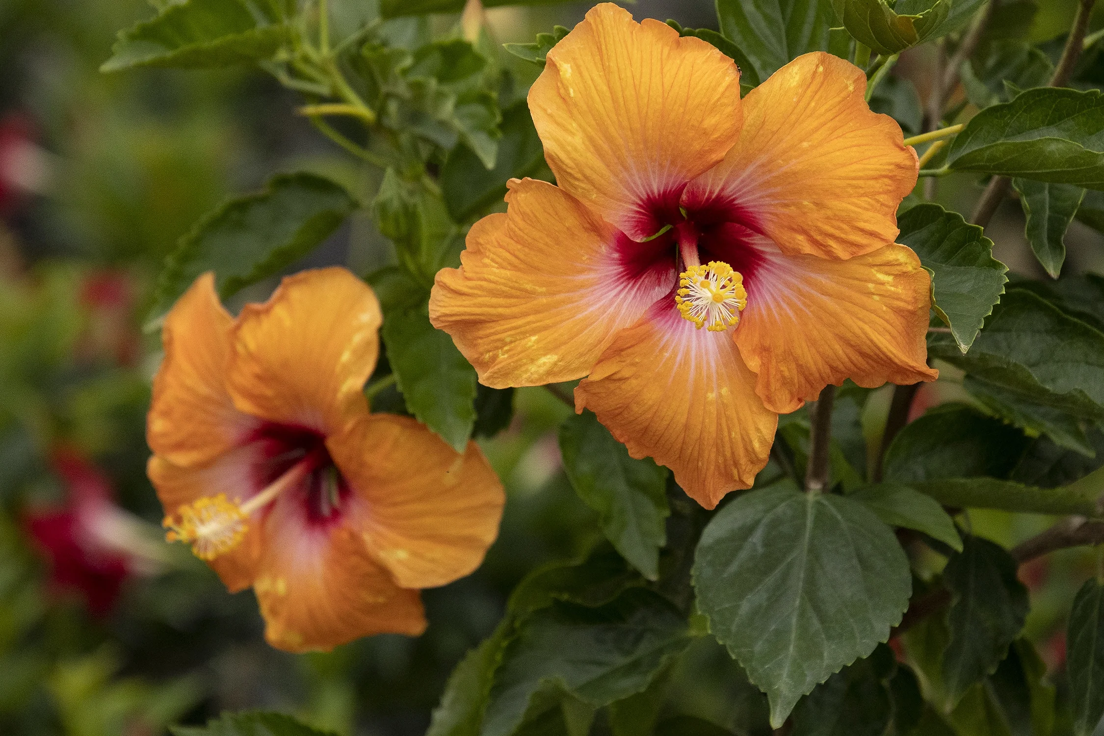 Erin Rachel Hibiscus