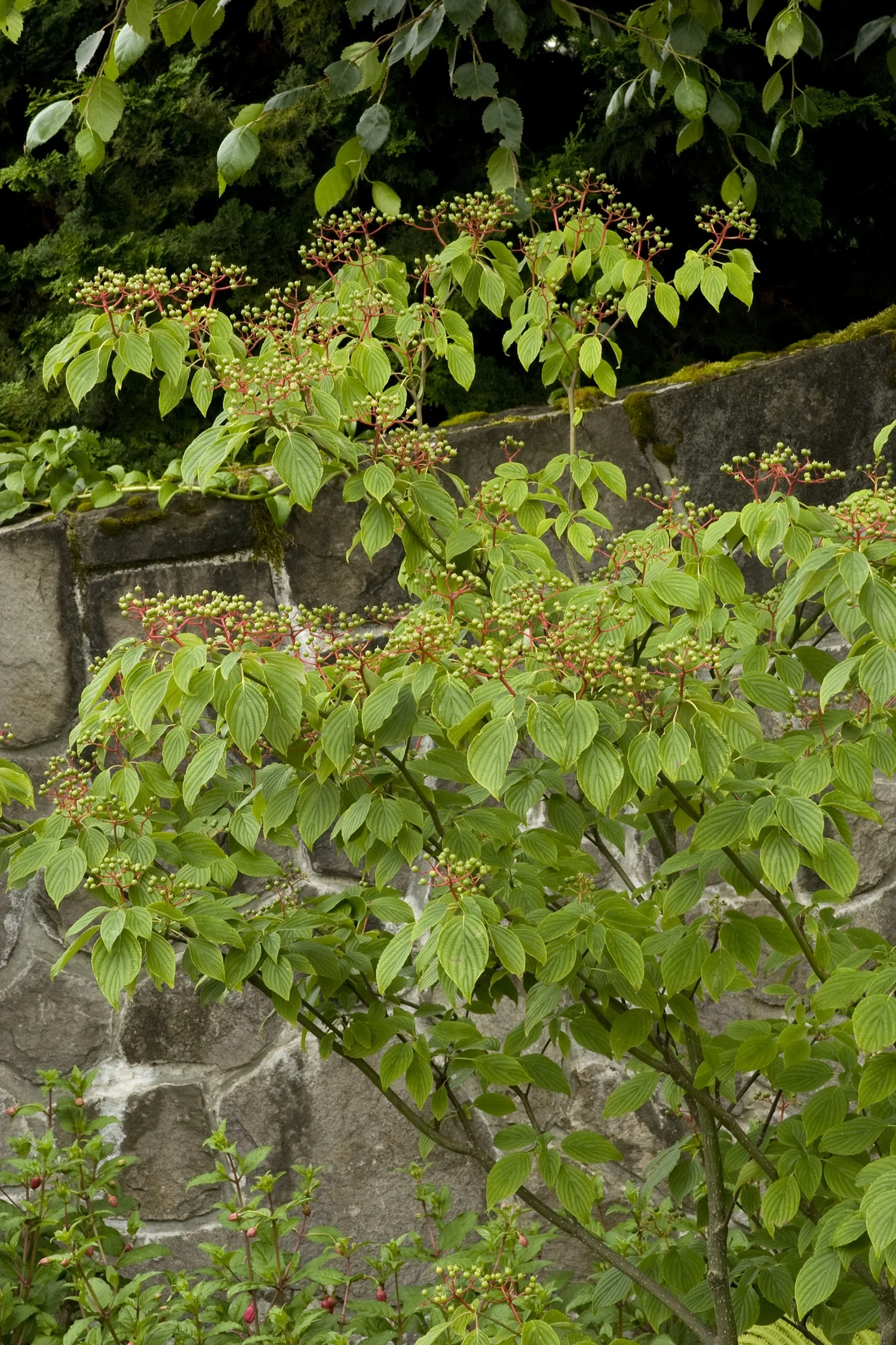 Pagoda Dogwood 1 Pagoda Dogwood
