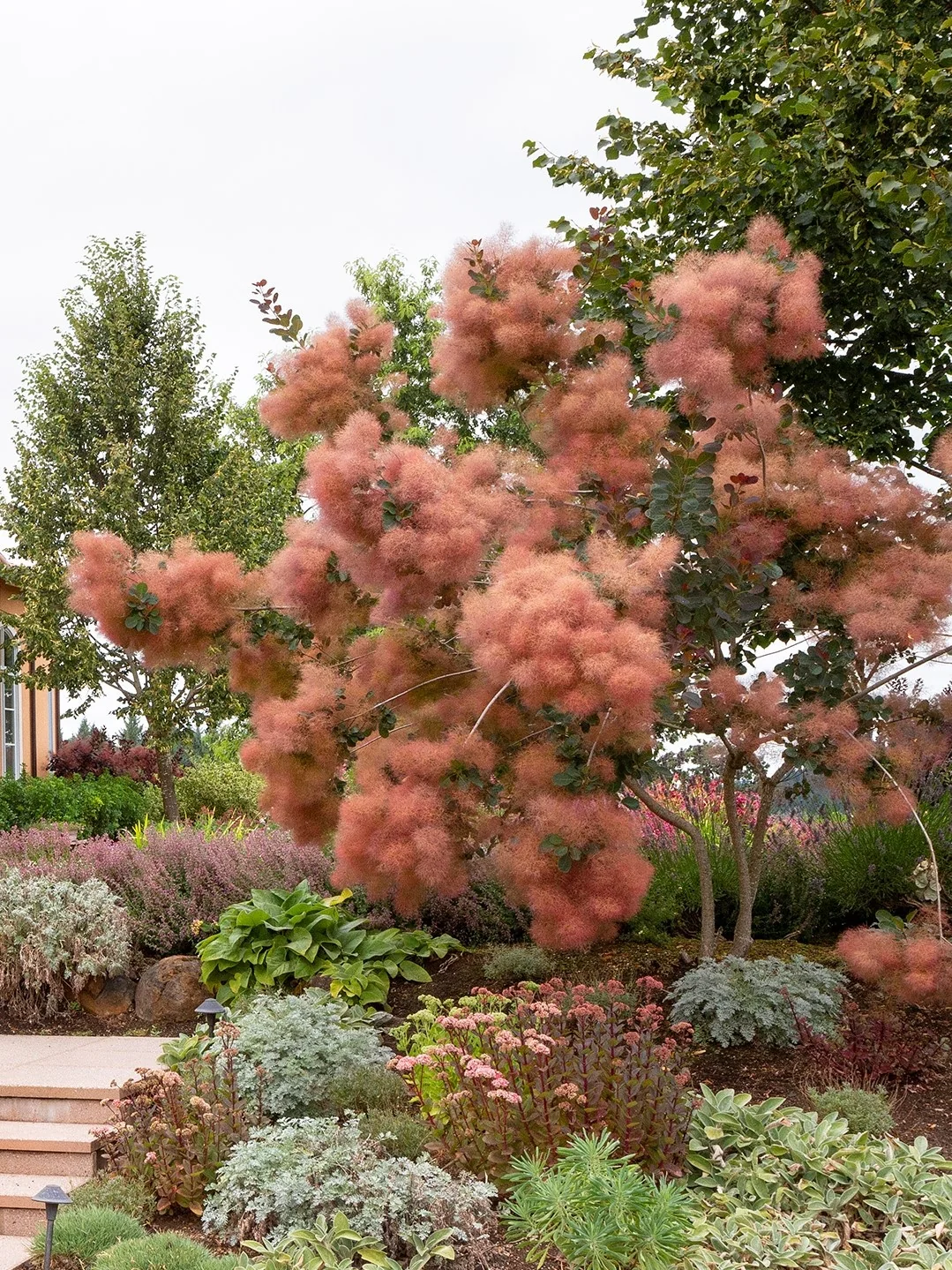 Grace Smoke Tree