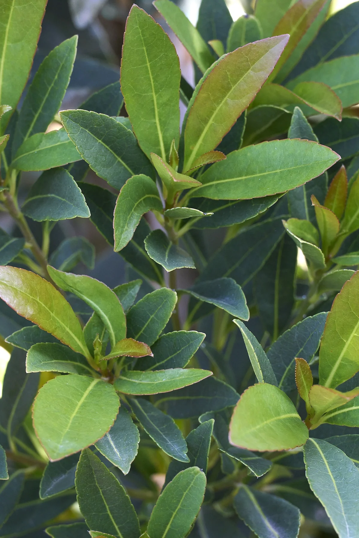 Shogun® Series Japanese Blueberry Tree 1 Shogun® Series Japanese Blueberry Tree