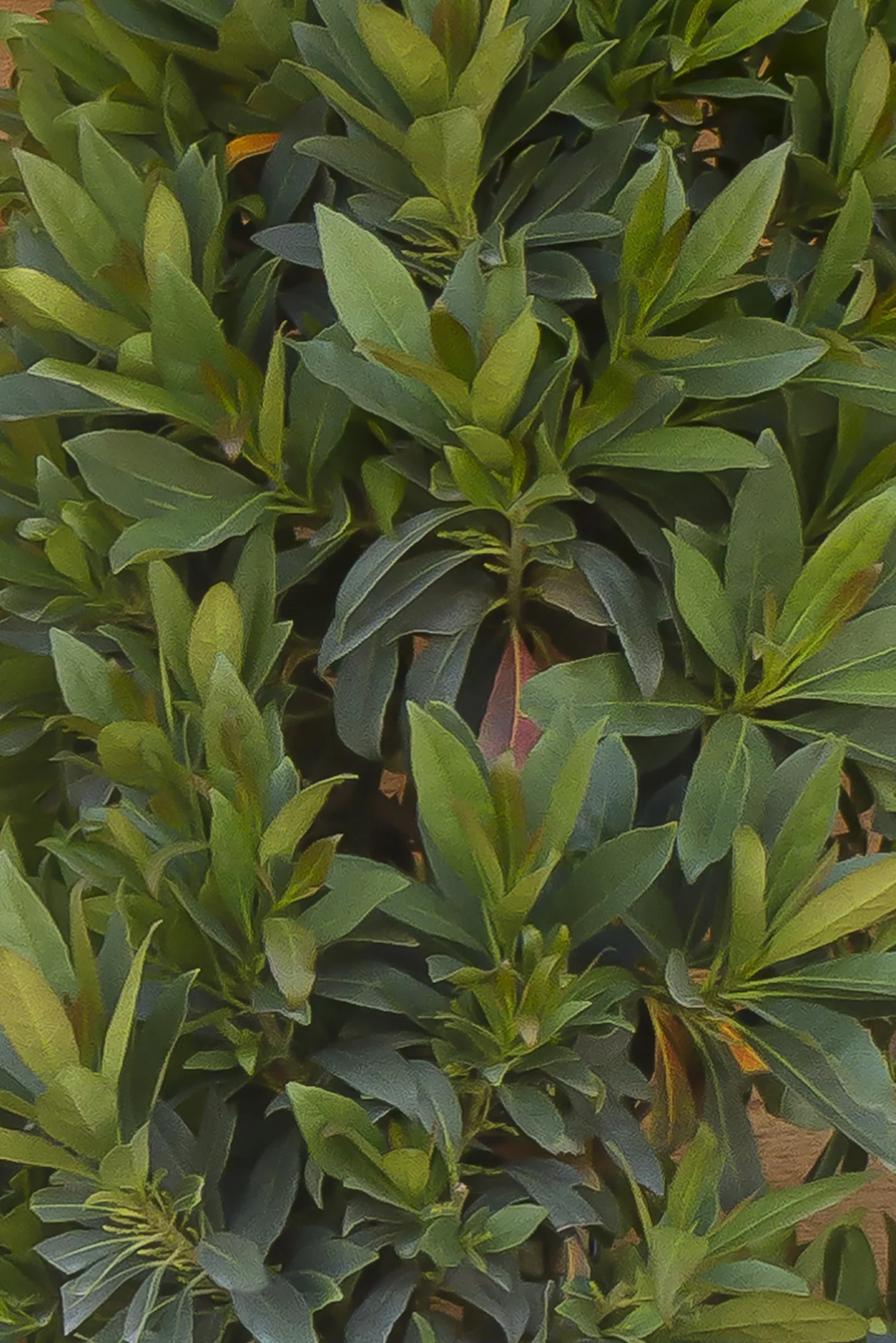 Shogun® Series Japanese Blueberry Tree 2 Shogun® Series Japanese Blueberry Tree