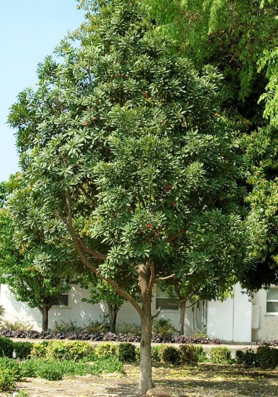 Shogun® Series Japanese Blueberry Tree 3 Shogun® Series Japanese Blueberry Tree