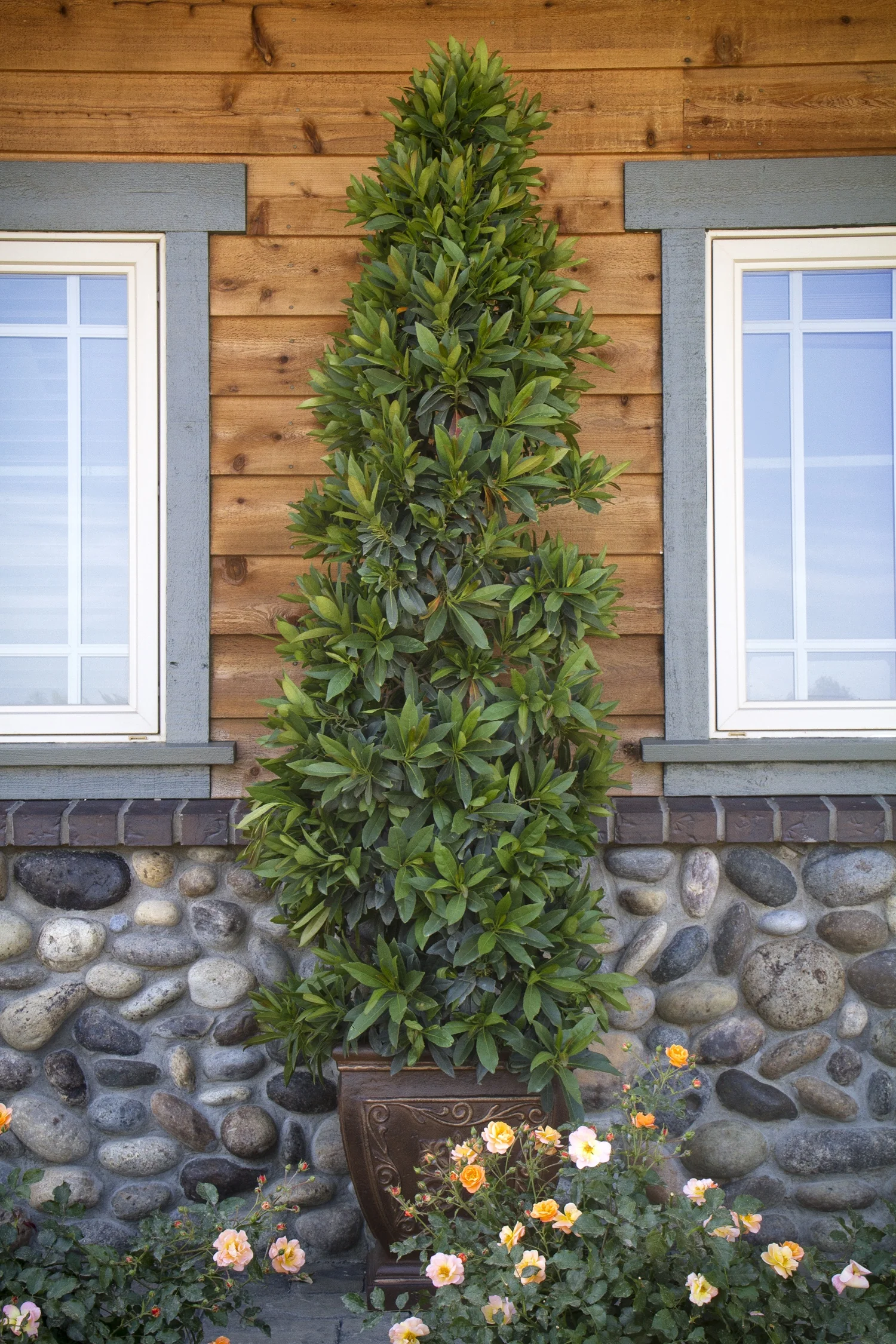 Shogun® Series Japanese Blueberry Tree 4 Shogun® Series Japanese Blueberry Tree