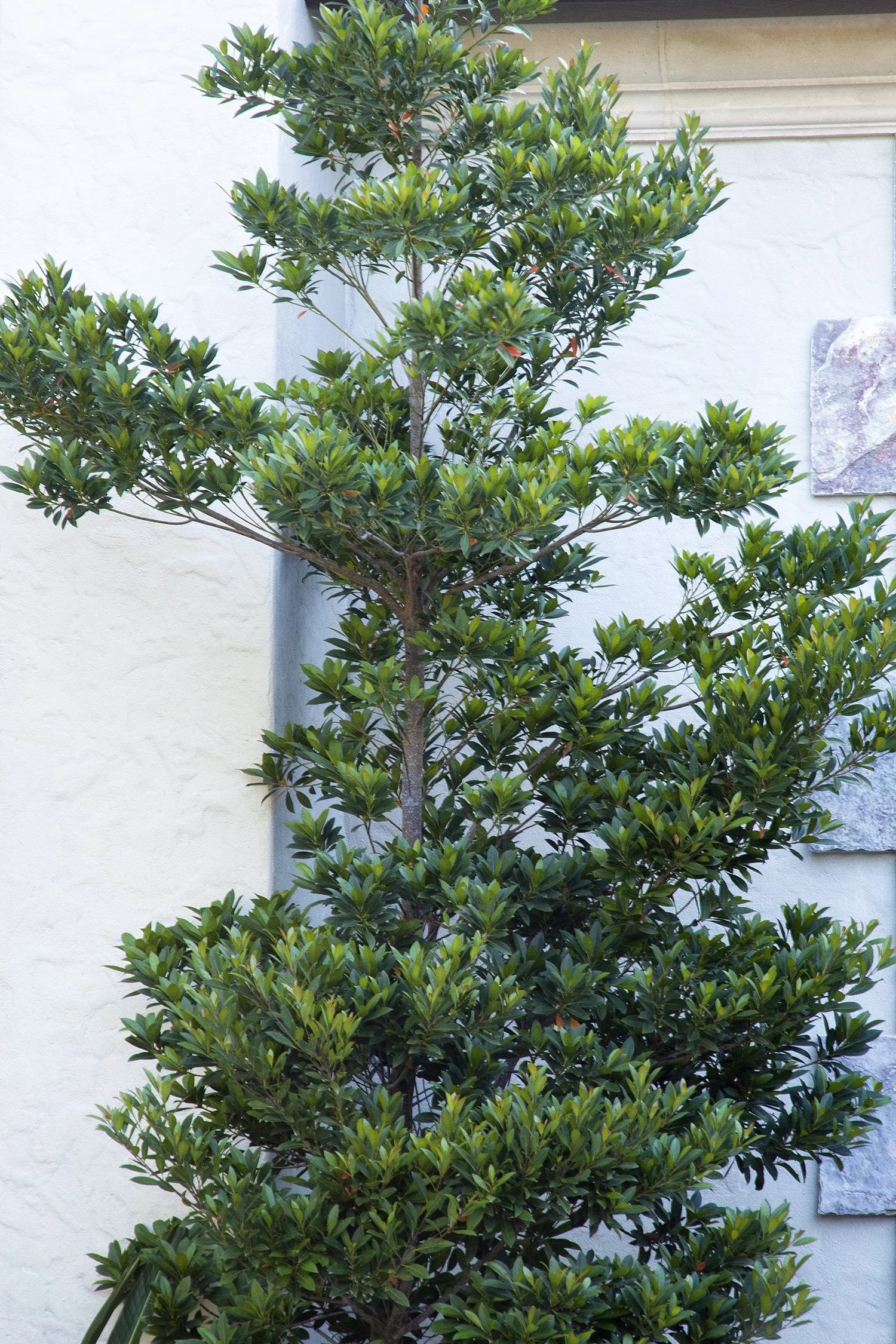 Shogun® Series Japanese Blueberry Tree 6 Shogun® Series Japanese Blueberry Tree