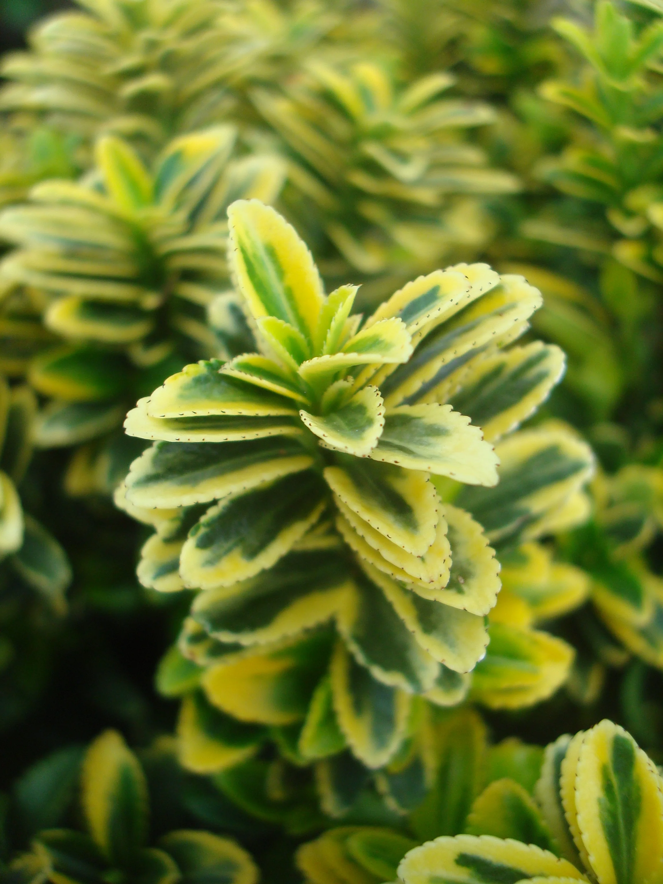 Sunny Delight® Boxleaf Euonymus 2 Sunny Delight® Boxleaf Euonymus