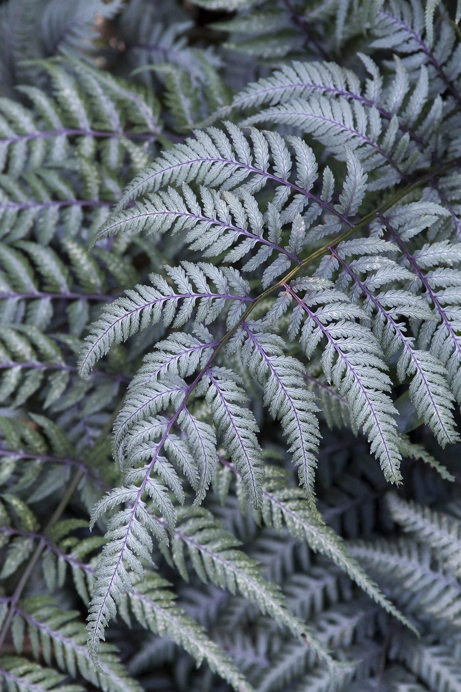 Japanese Painted Fern