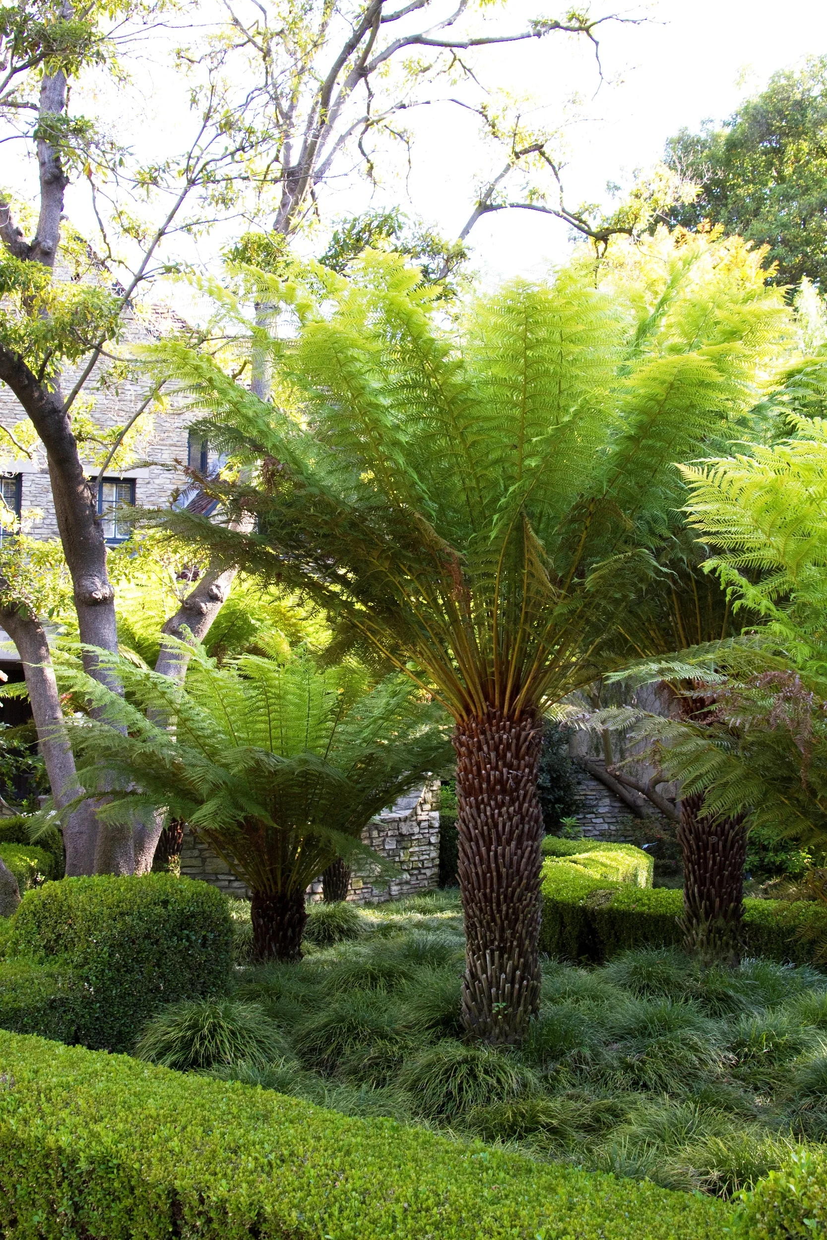 Tasmanian Tree Fern