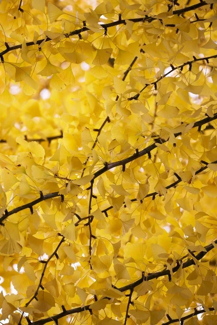 Autumn Gold Ginkgo 10 Autumn Gold Ginkgo