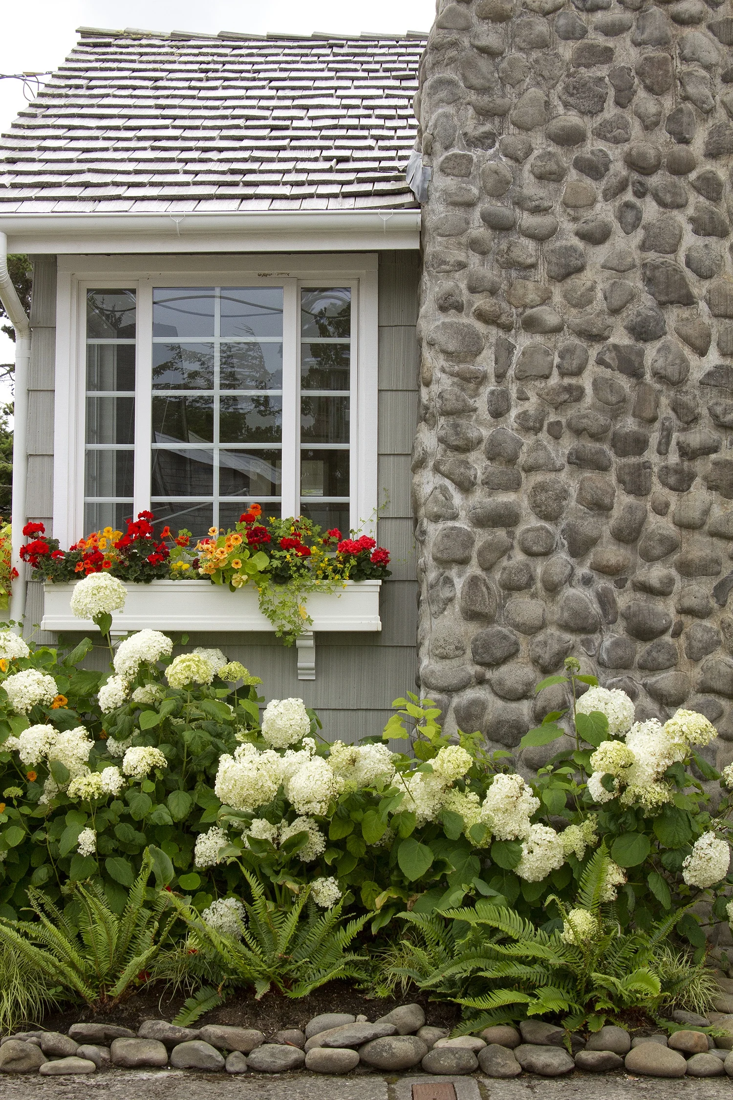 Annabelle Hydrangea