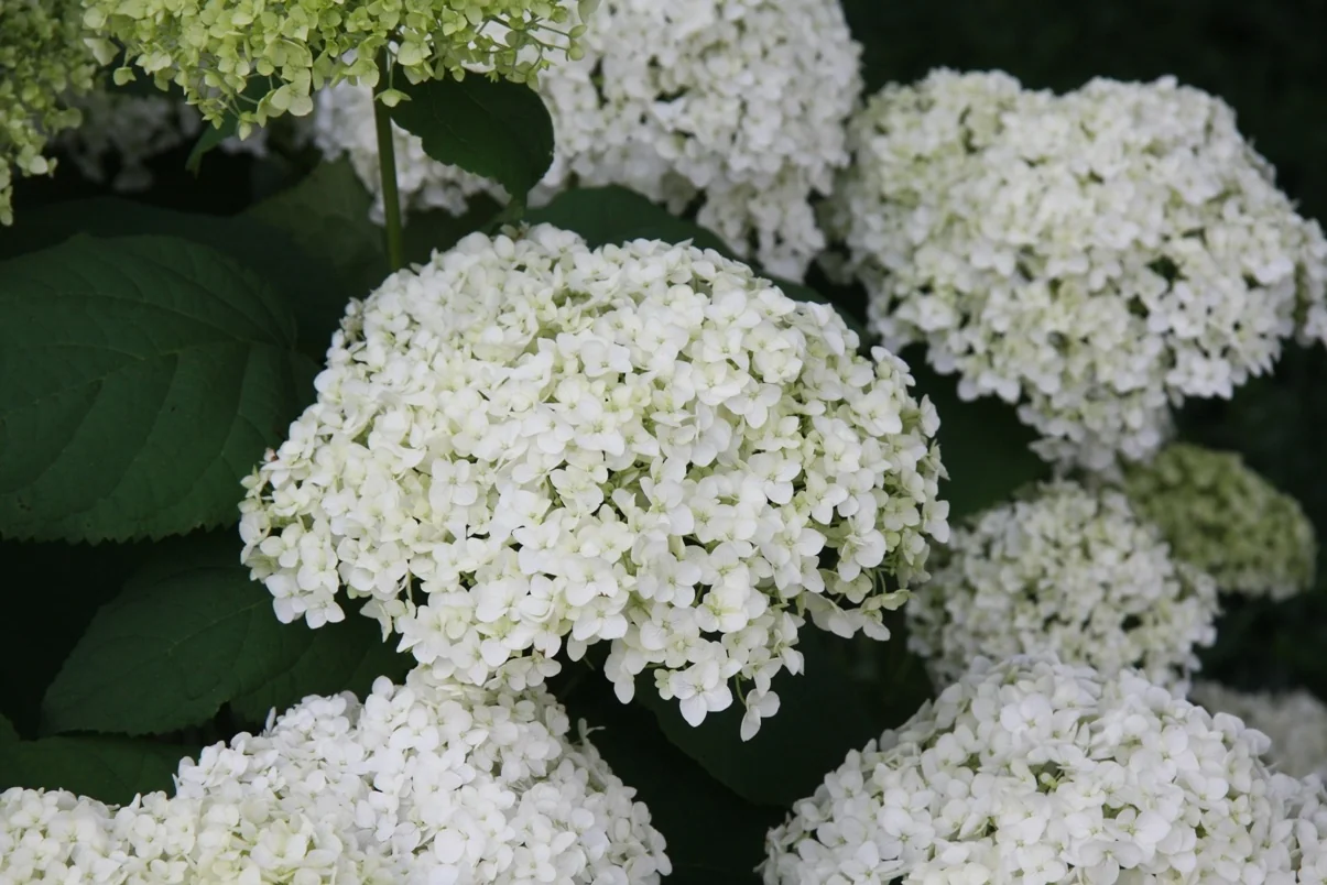 Annabelle Hydrangea