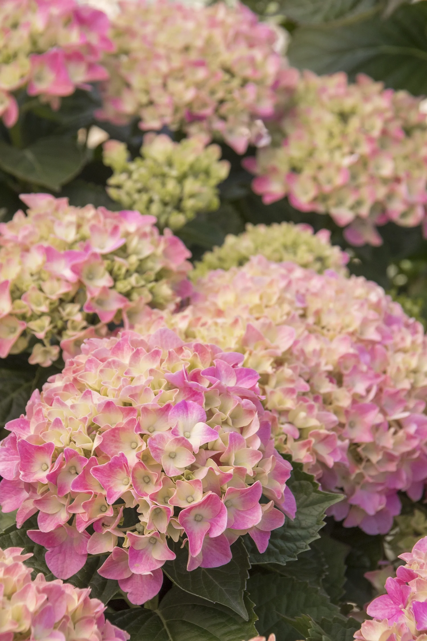 Pink 'N Pretty® Hydrangea