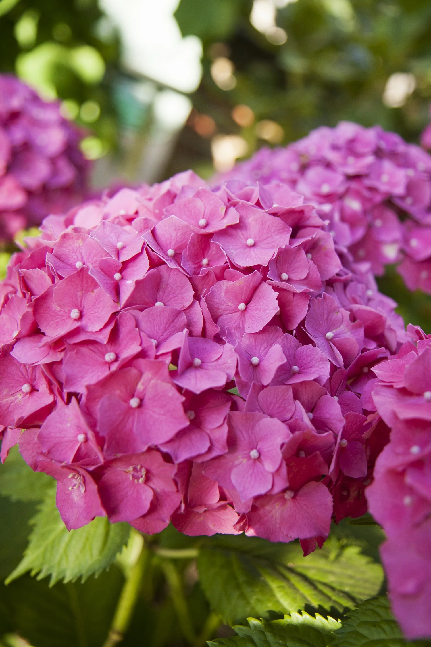 Pink 'N Pretty® Hydrangea