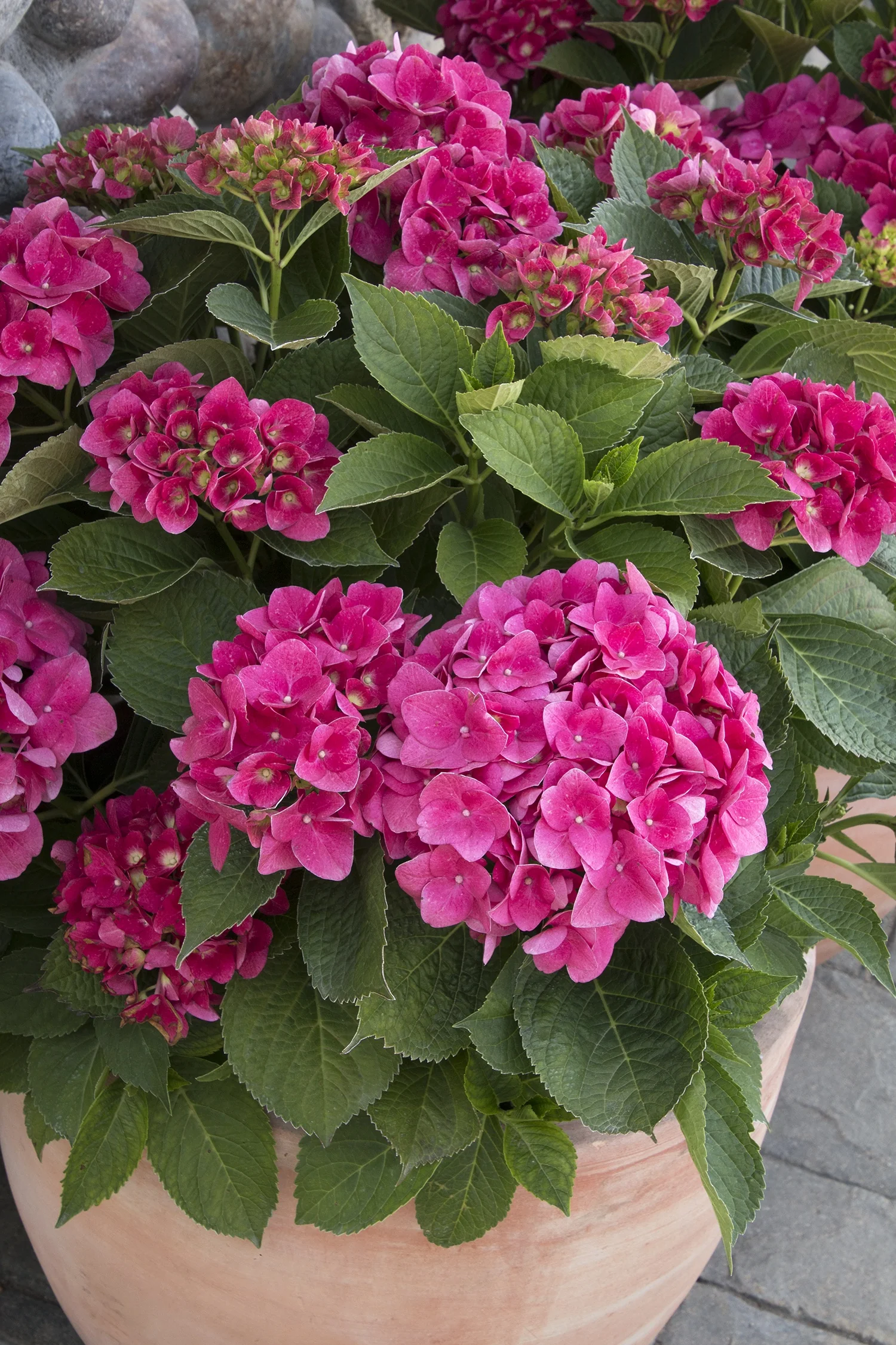 Red N' Pretty® Hydrangea 5 Red N' Pretty® Hydrangea