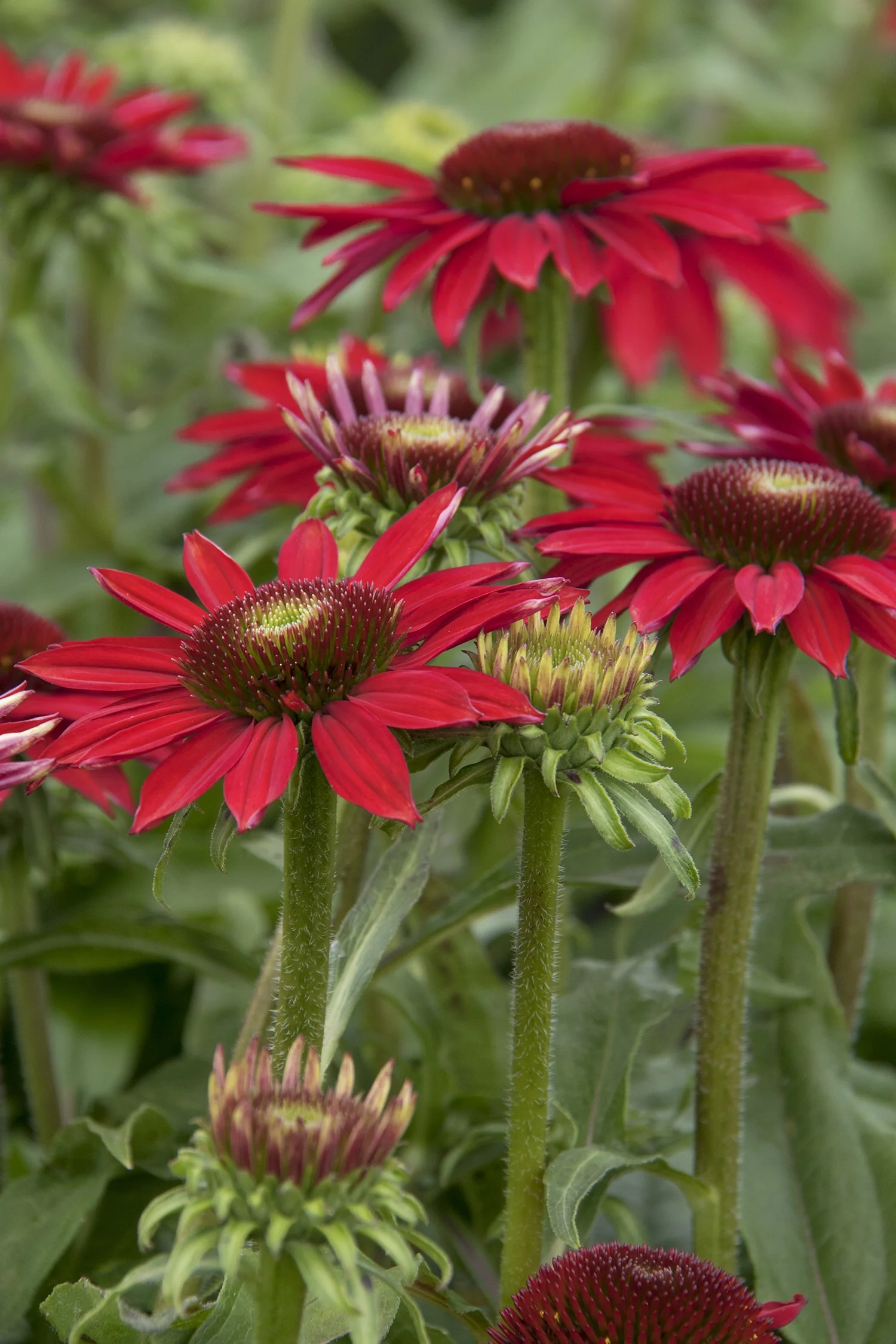 Sombrero® Baja Burgundy Coneflower 1 Sombrero® Baja Burgundy Coneflower