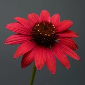 Sombrero® Baja Burgundy Coneflower 2 Sombrero® Baja Burgundy Coneflower