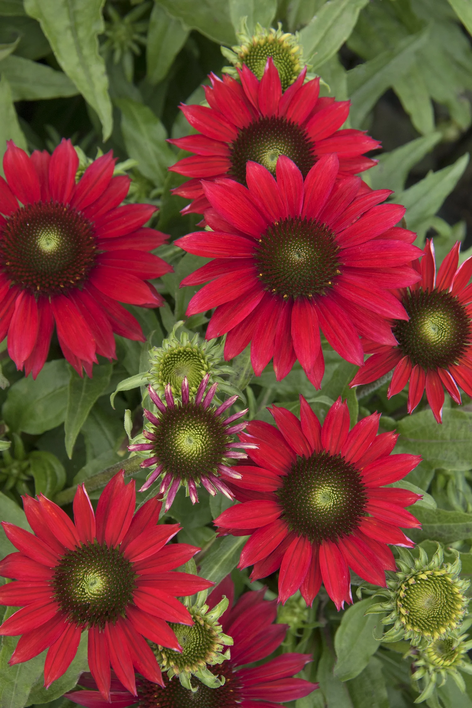 Sombrero® Baja Burgundy Coneflower 3 Sombrero® Baja Burgundy Coneflower