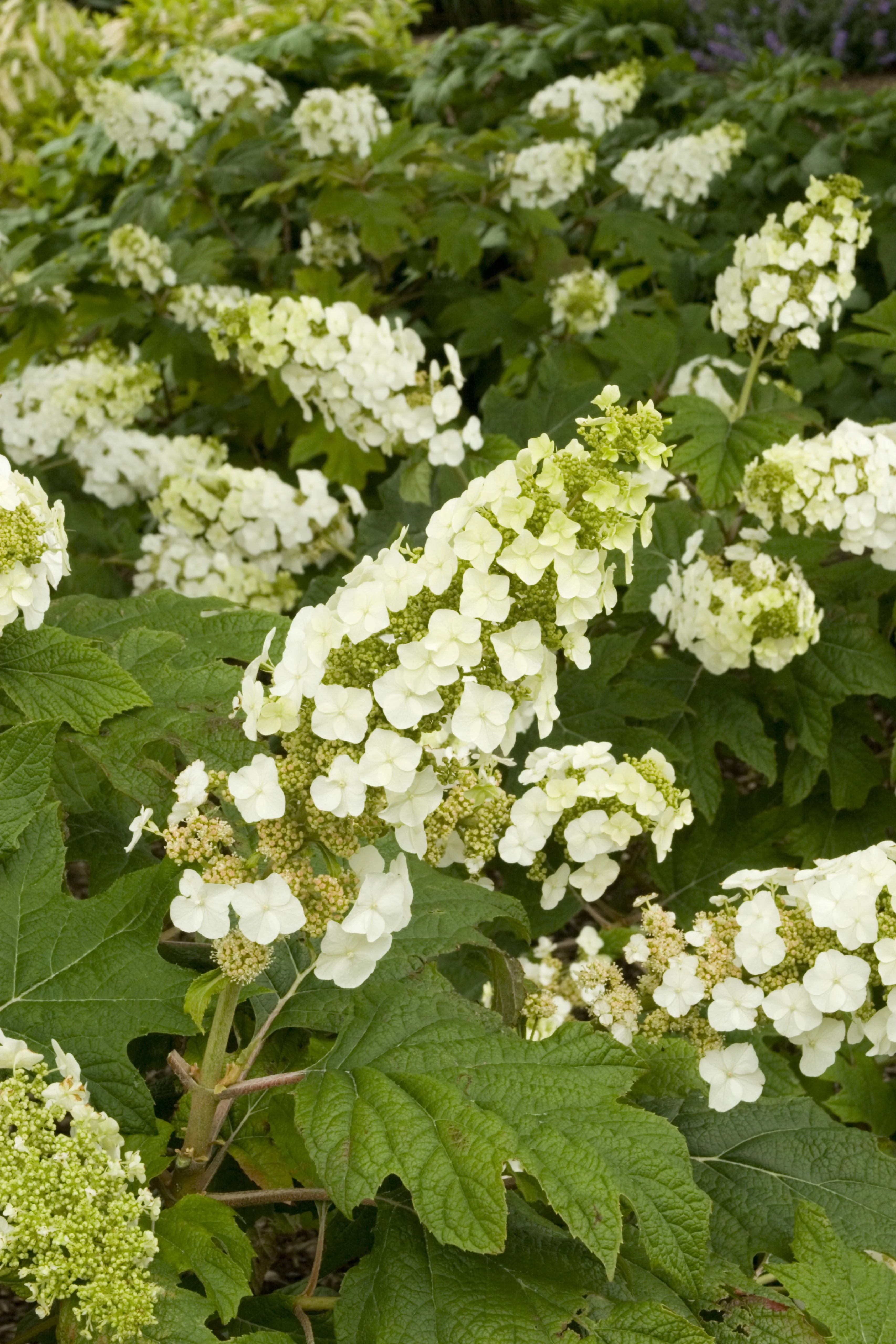 Snow Queen Oakleaf Hydrangea