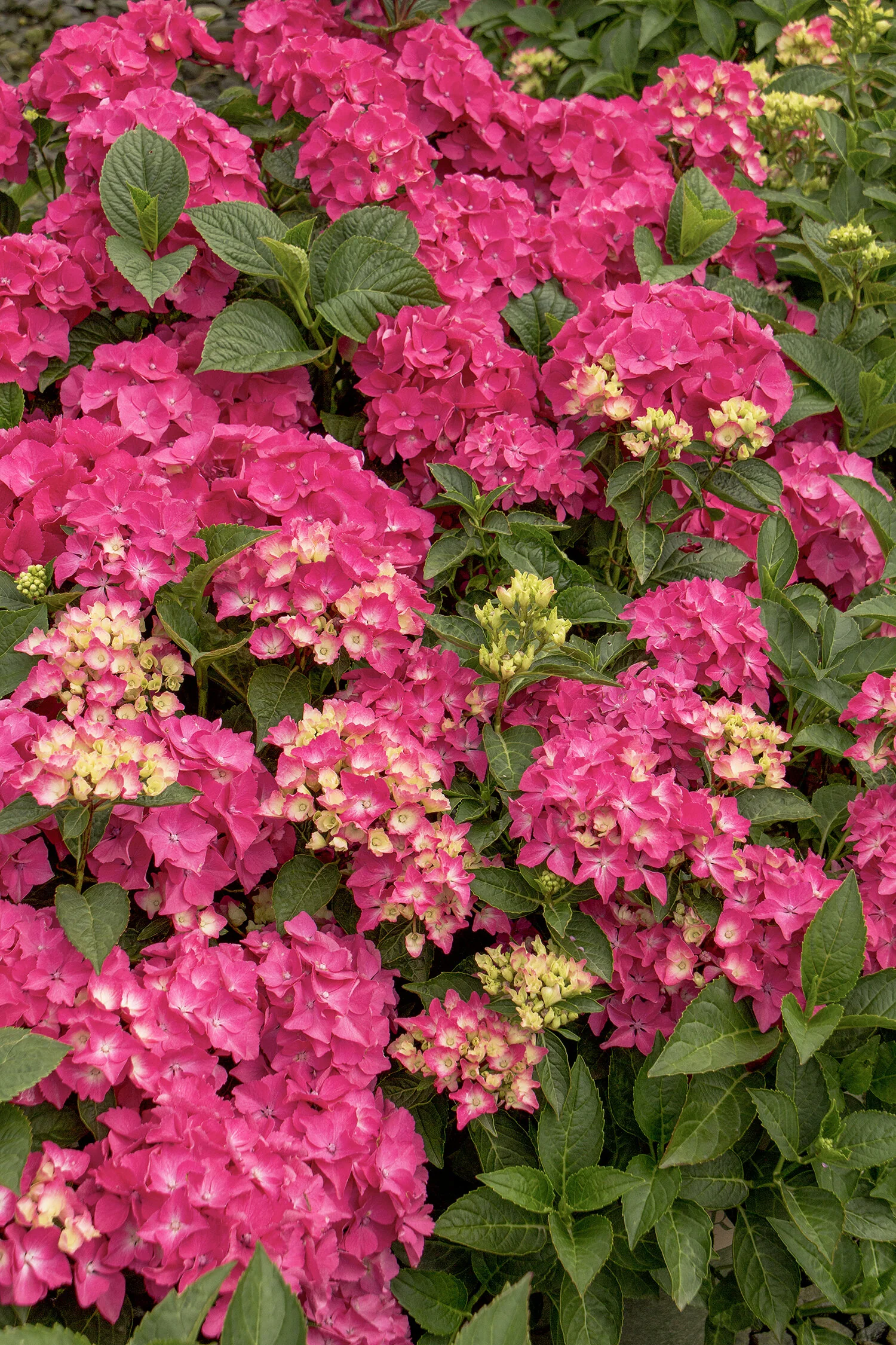Pink Elf® French Hydrangea 3 Pink Elf® French Hydrangea
