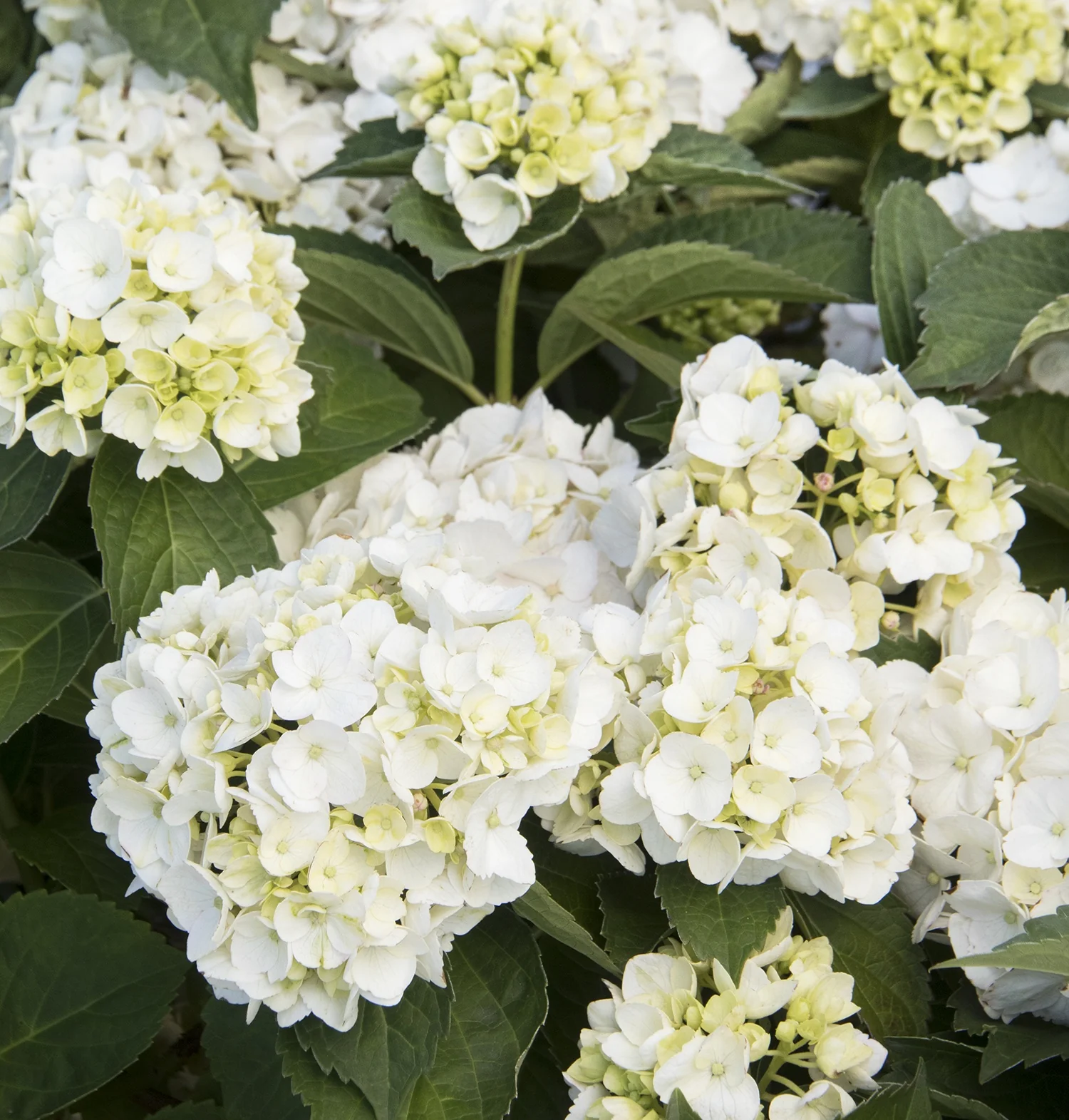 White Bigleaf Hydrangea 1 White Bigleaf Hydrangea