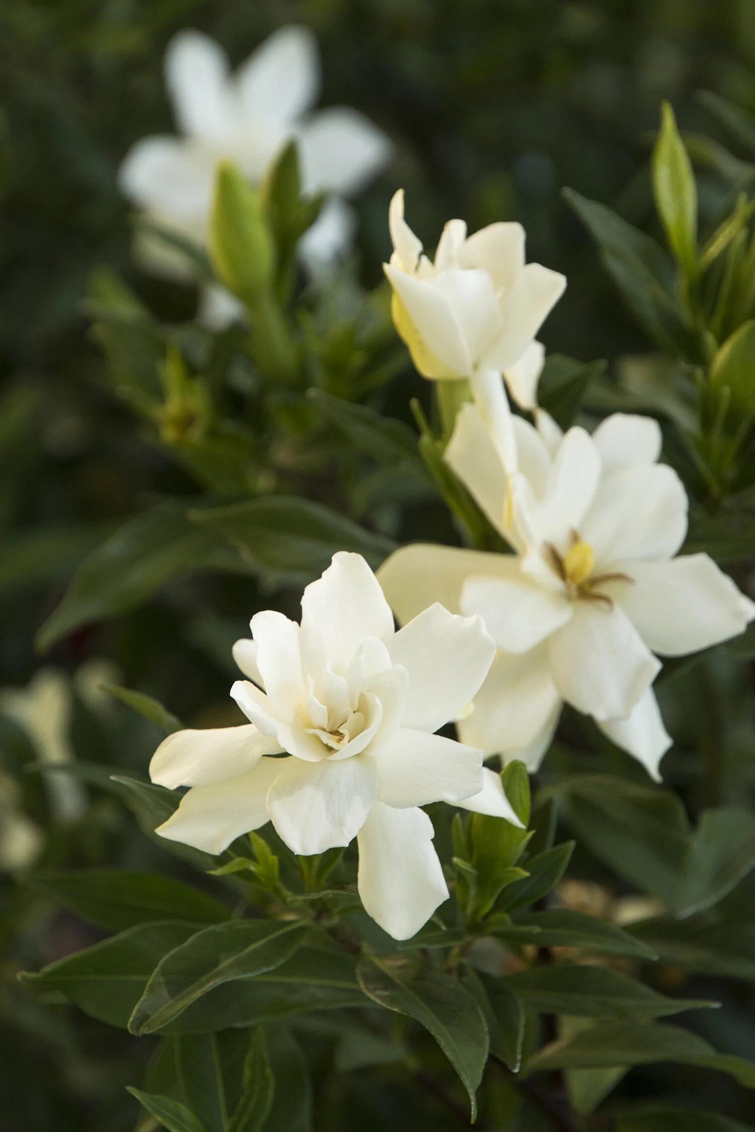 Frostproof Gardenia