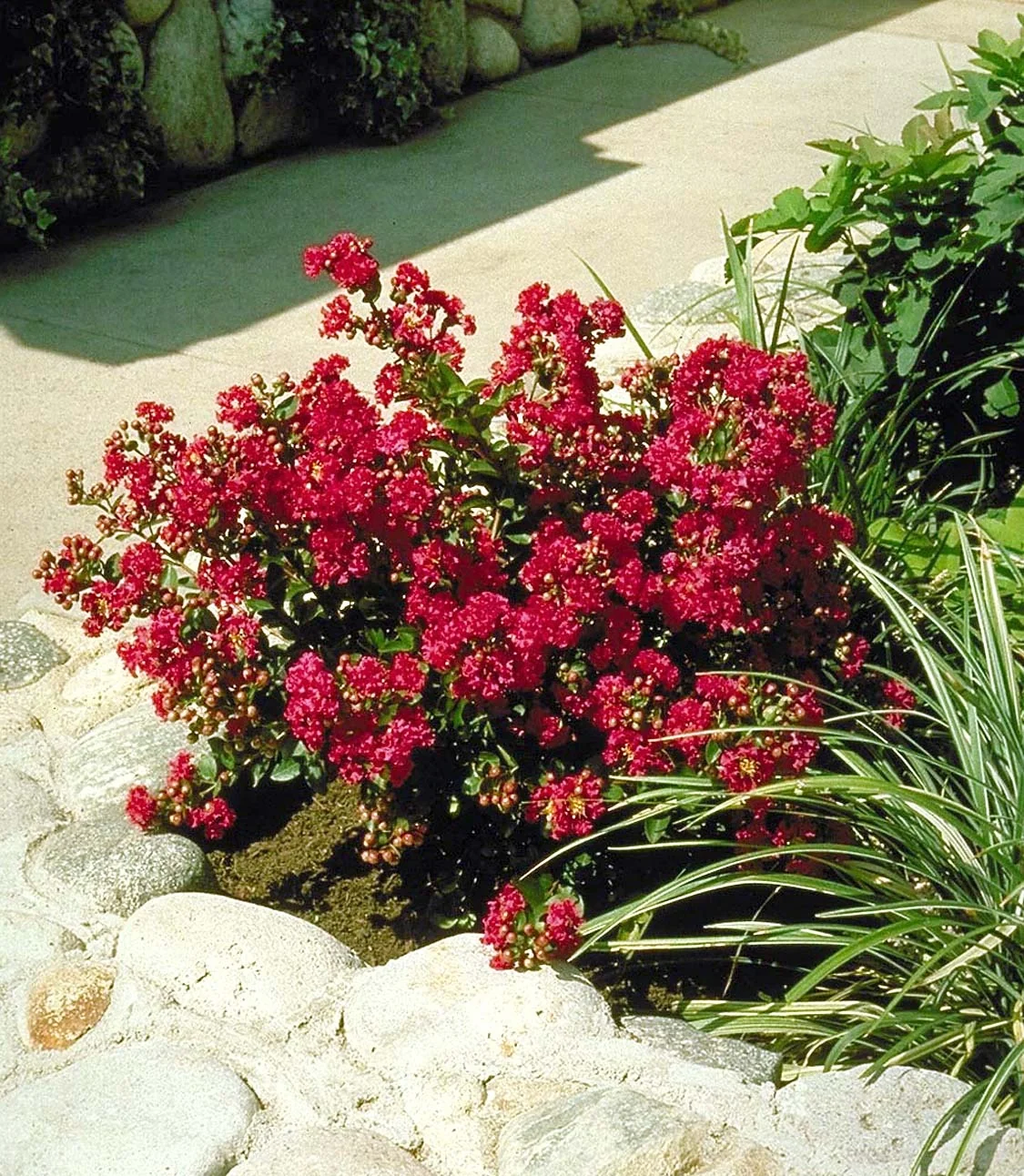 Chica® Red Dwarf Crape Myrtle 1 Chica® Red Dwarf Crape Myrtle